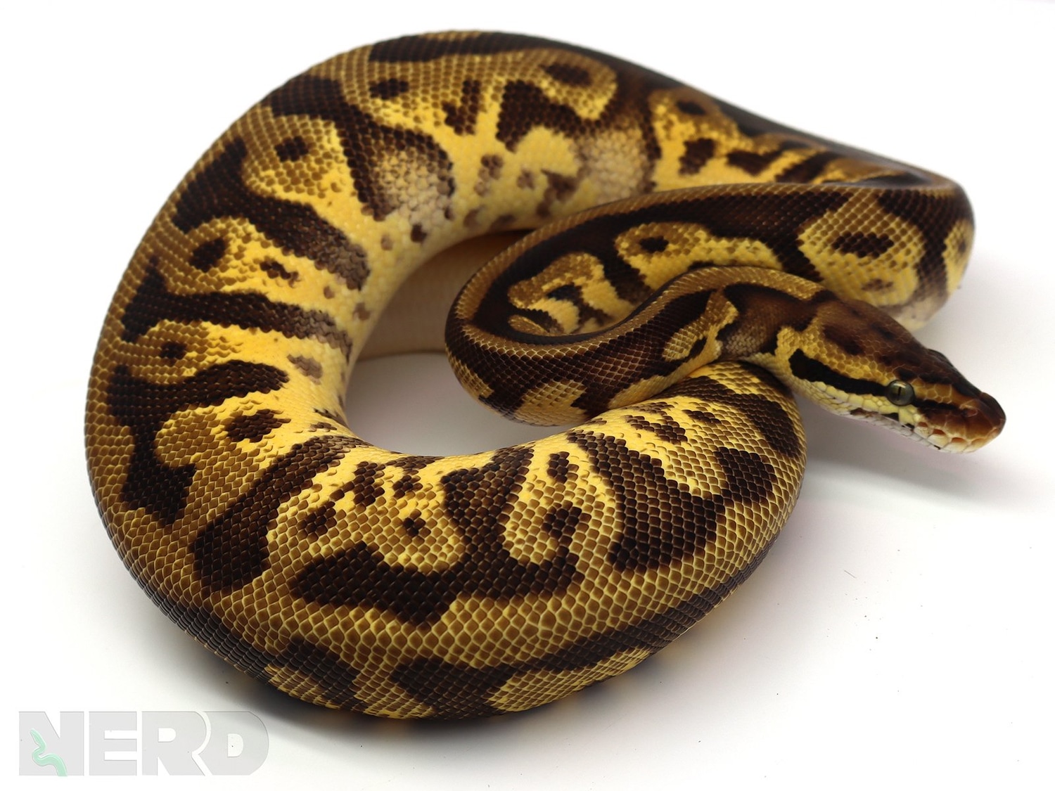 Pastel Enchi Leopard Yellowbelly Fader Odium Ball Python by New England Reptile Distributors