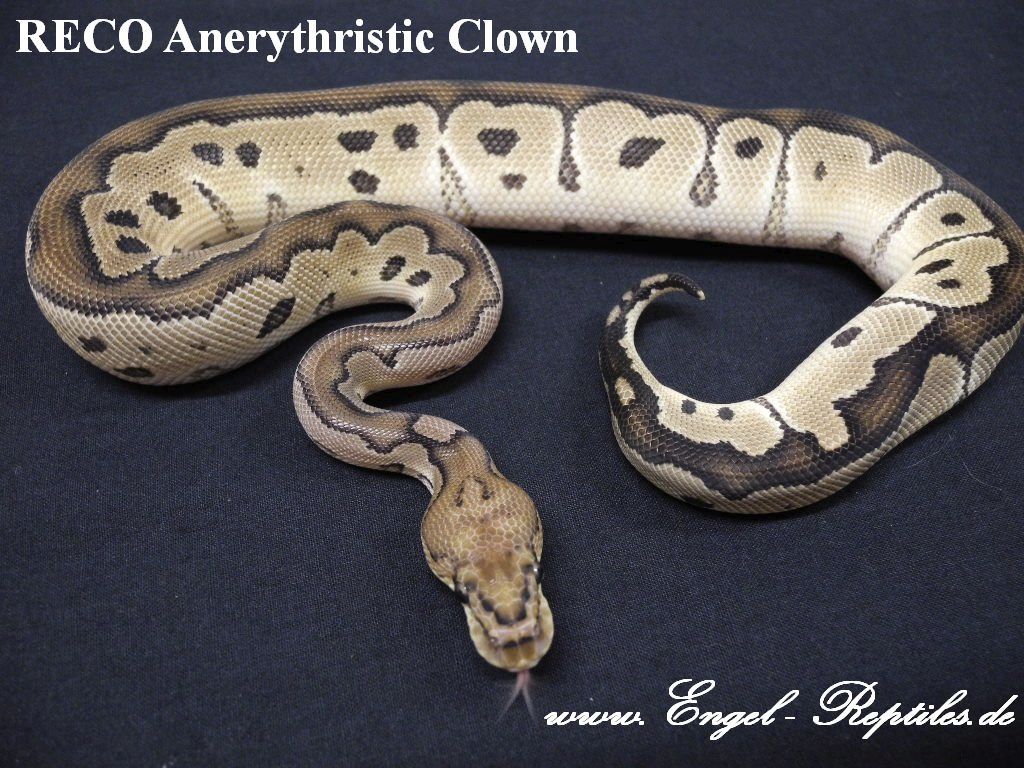 RECO Anery Clown by Engel Reptiles