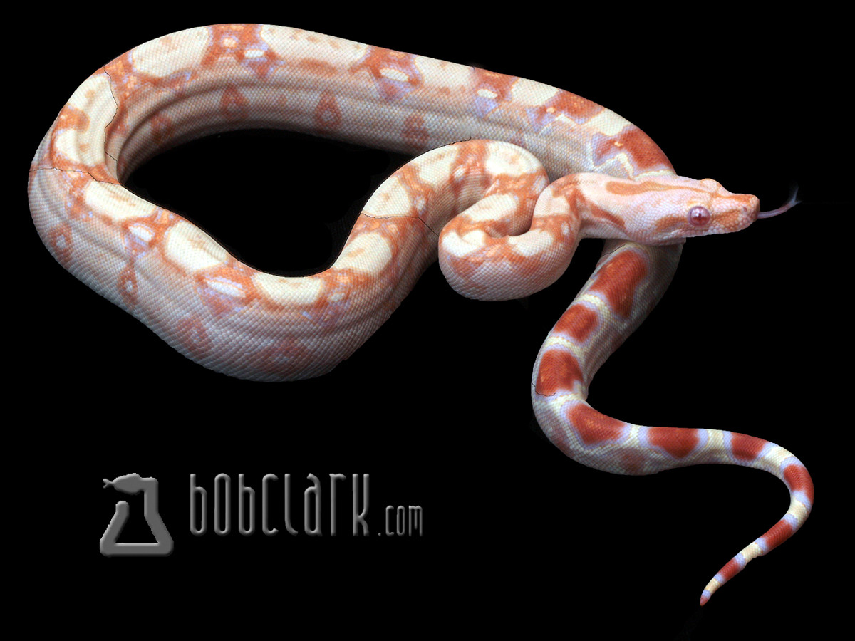 Sharp Albino Boa Constrictor by Bob Clark Reptiles