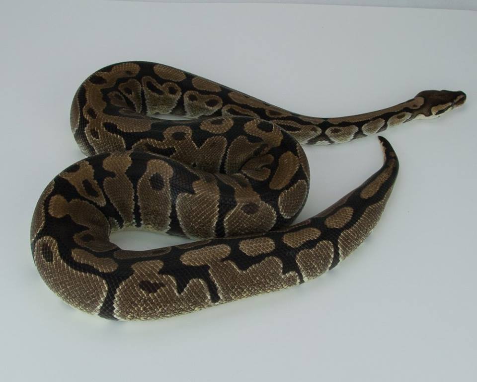 Congo Ball Python by Slowcountry Balls' Store