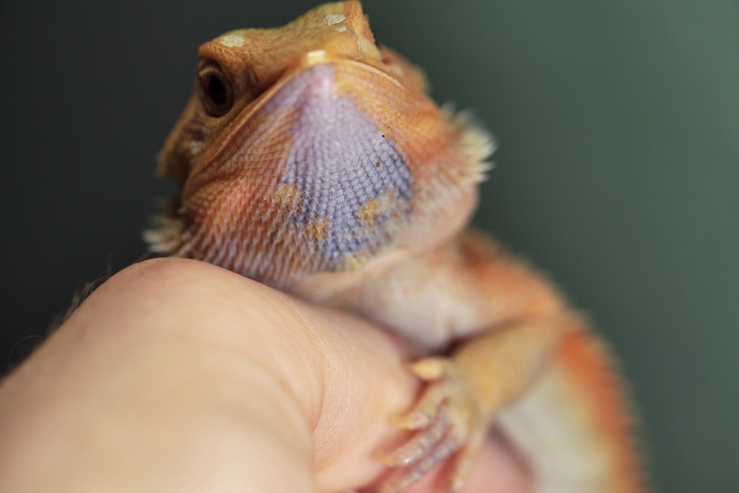 PARADOX 6 Month Old Female Hypo Trans Red Tiger! Central Bearded Dragon by Full Spectrum Dragons