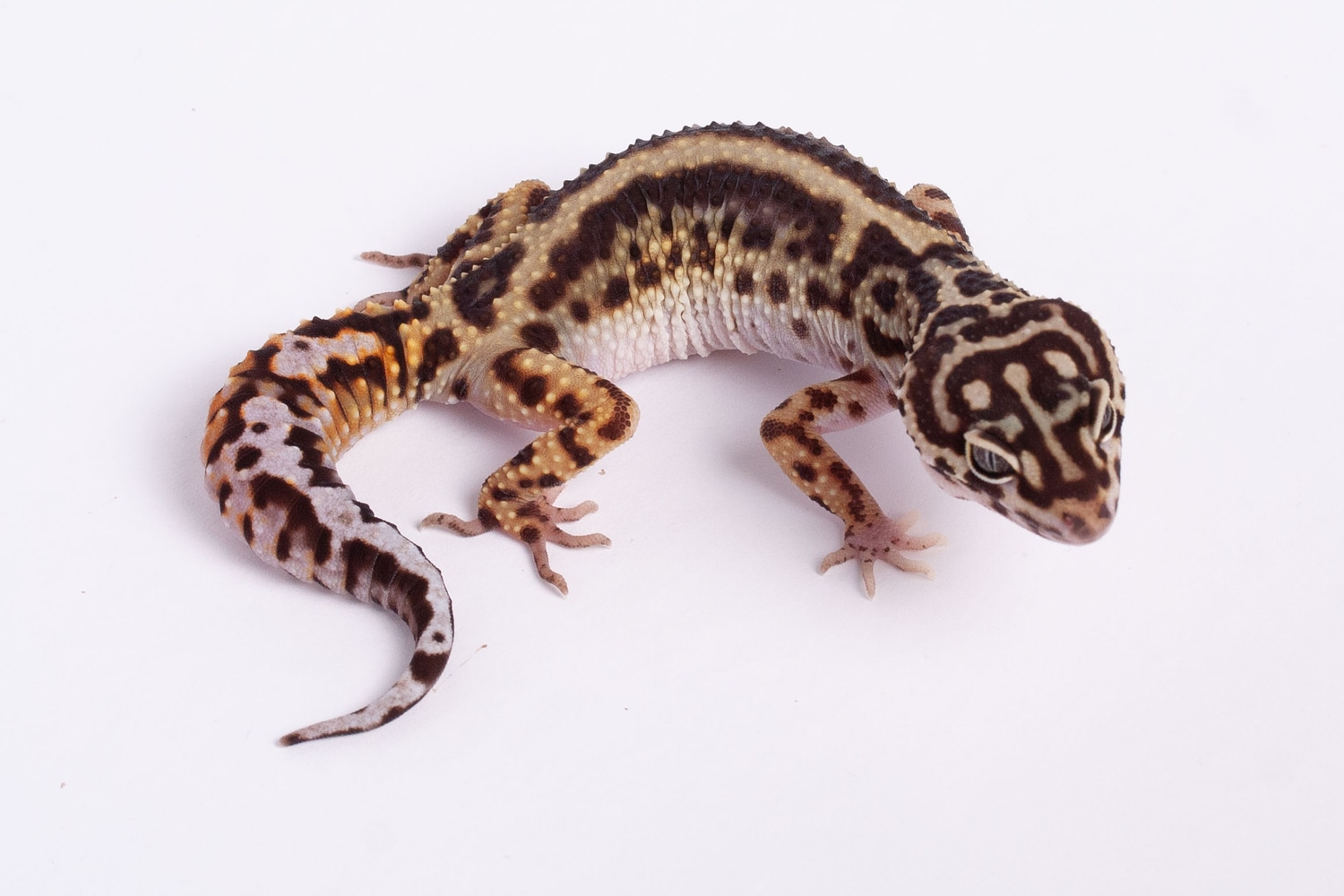 Pure Halloween Mask Leopard Gecko by Gecko Daddy