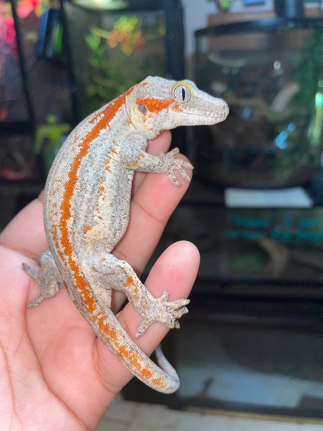 Orange Stripe Gargoyle Gecko by Killer Clutches