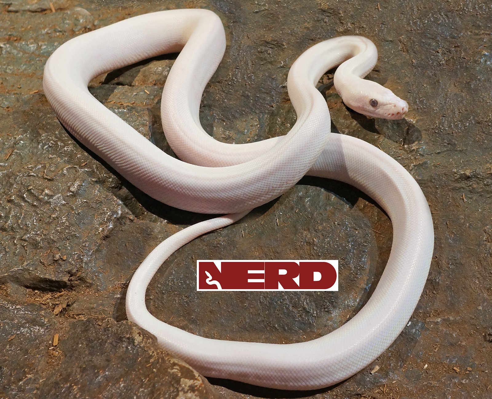 Super Phantom Reticulated Python by New England Reptile Distributors
