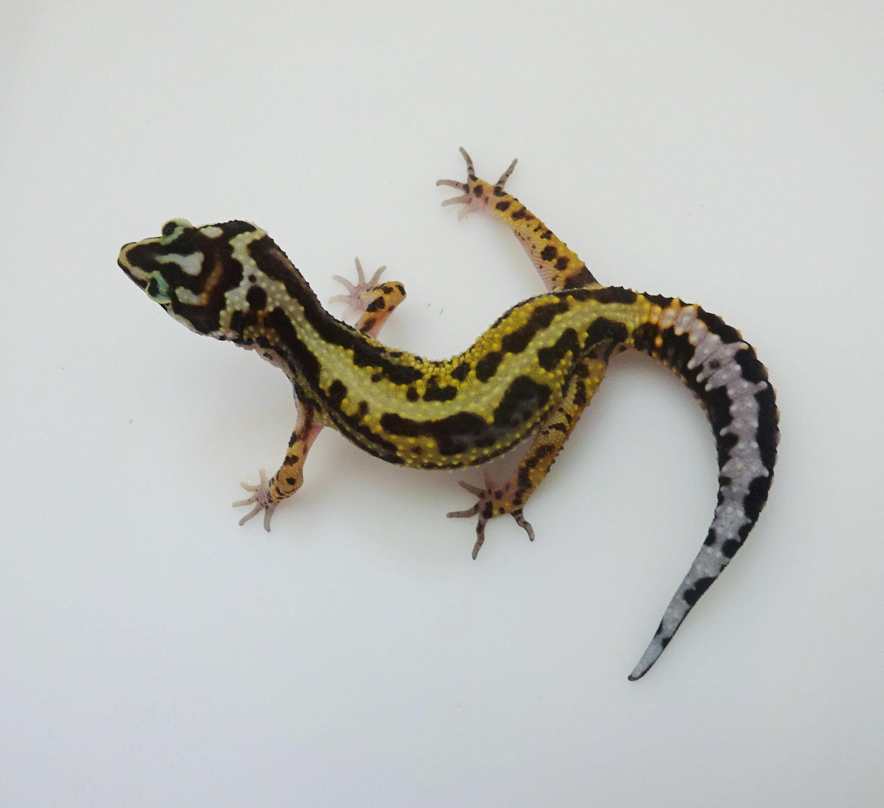 Red Stripe - Leopard Gecko Traits - Morphpedia