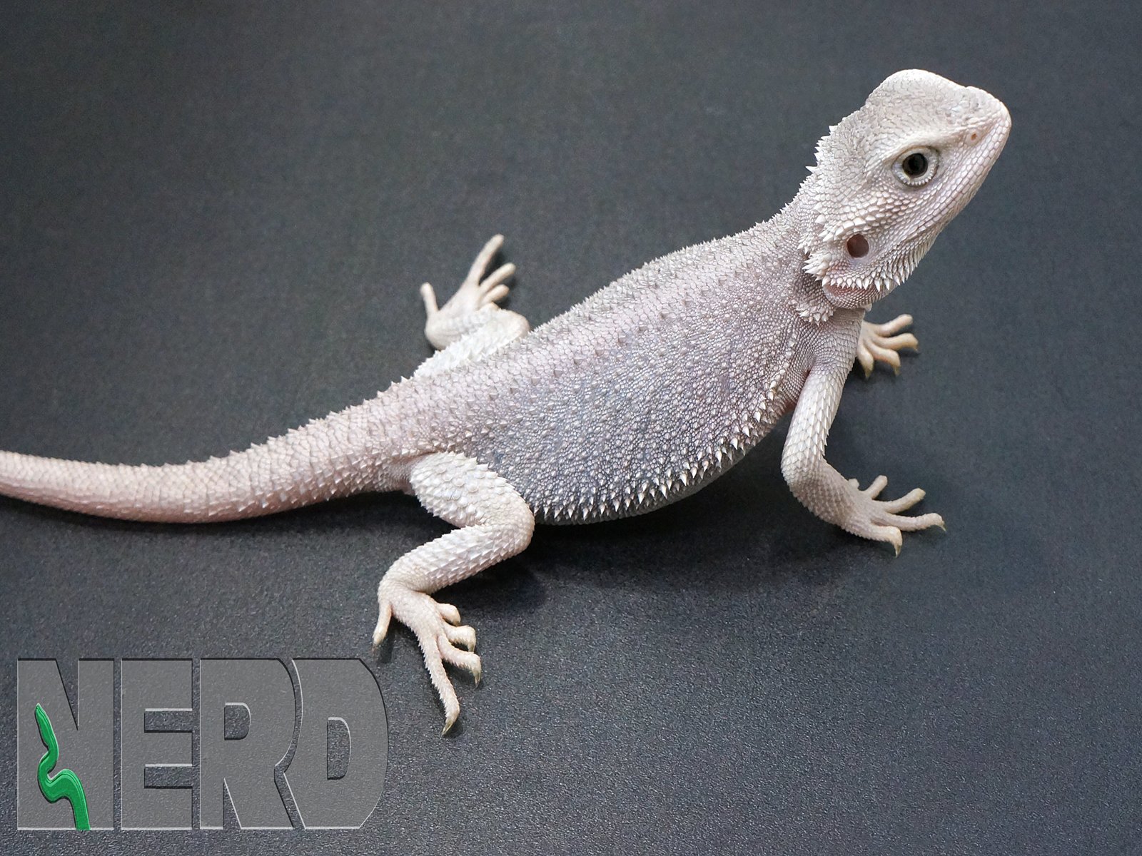 Zero Central Bearded Dragon by New England Reptile Distributors