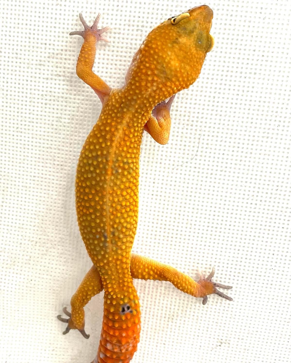 W/Y Blood - Tango Crush Leopard Gecko by Weird and Wild Ones Exotics