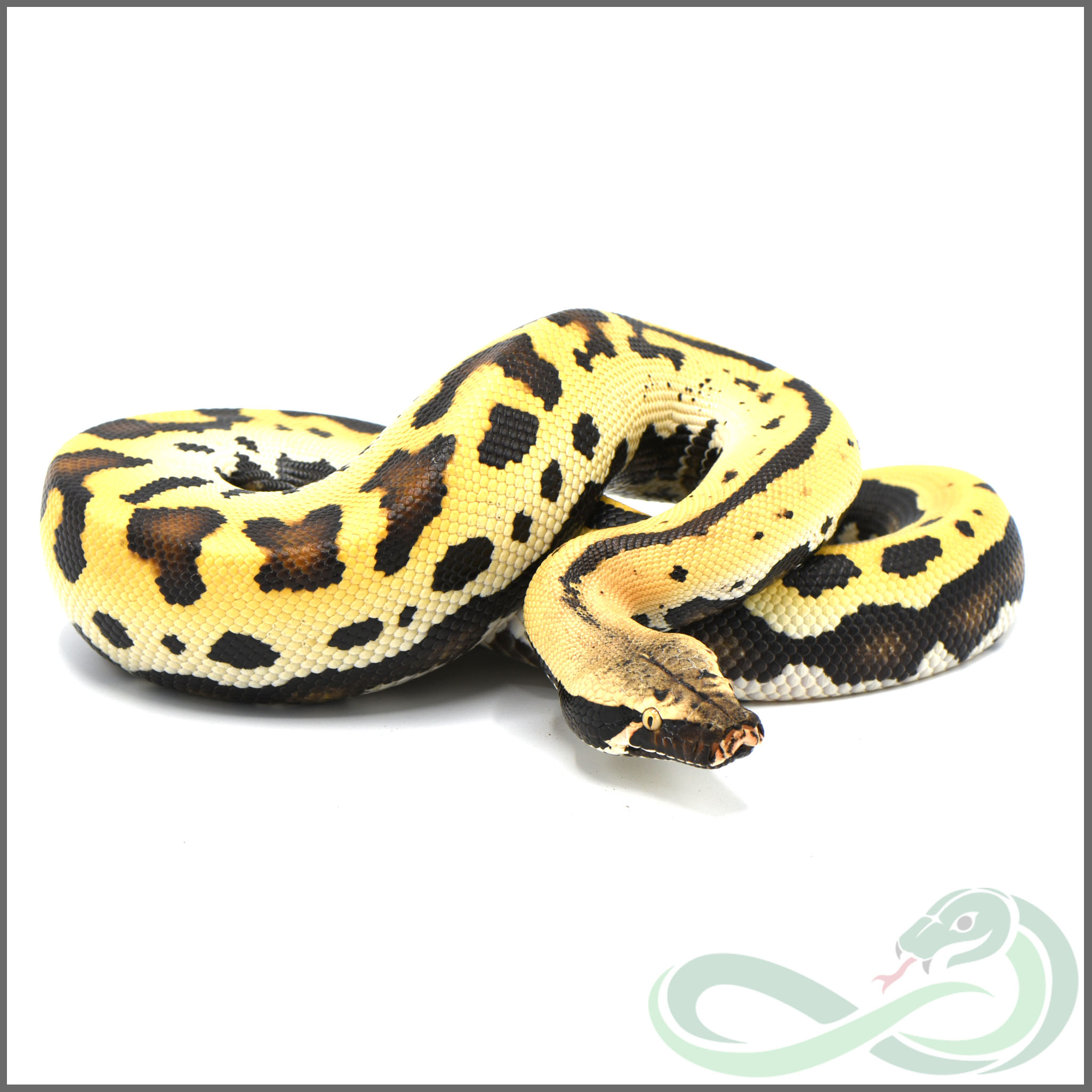 Golden Eye Blood Python by Snakes 'N' Stuff
