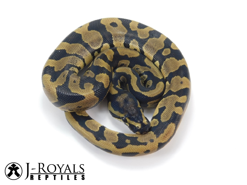 Acid Ball Python by J-Royals Reptiles3