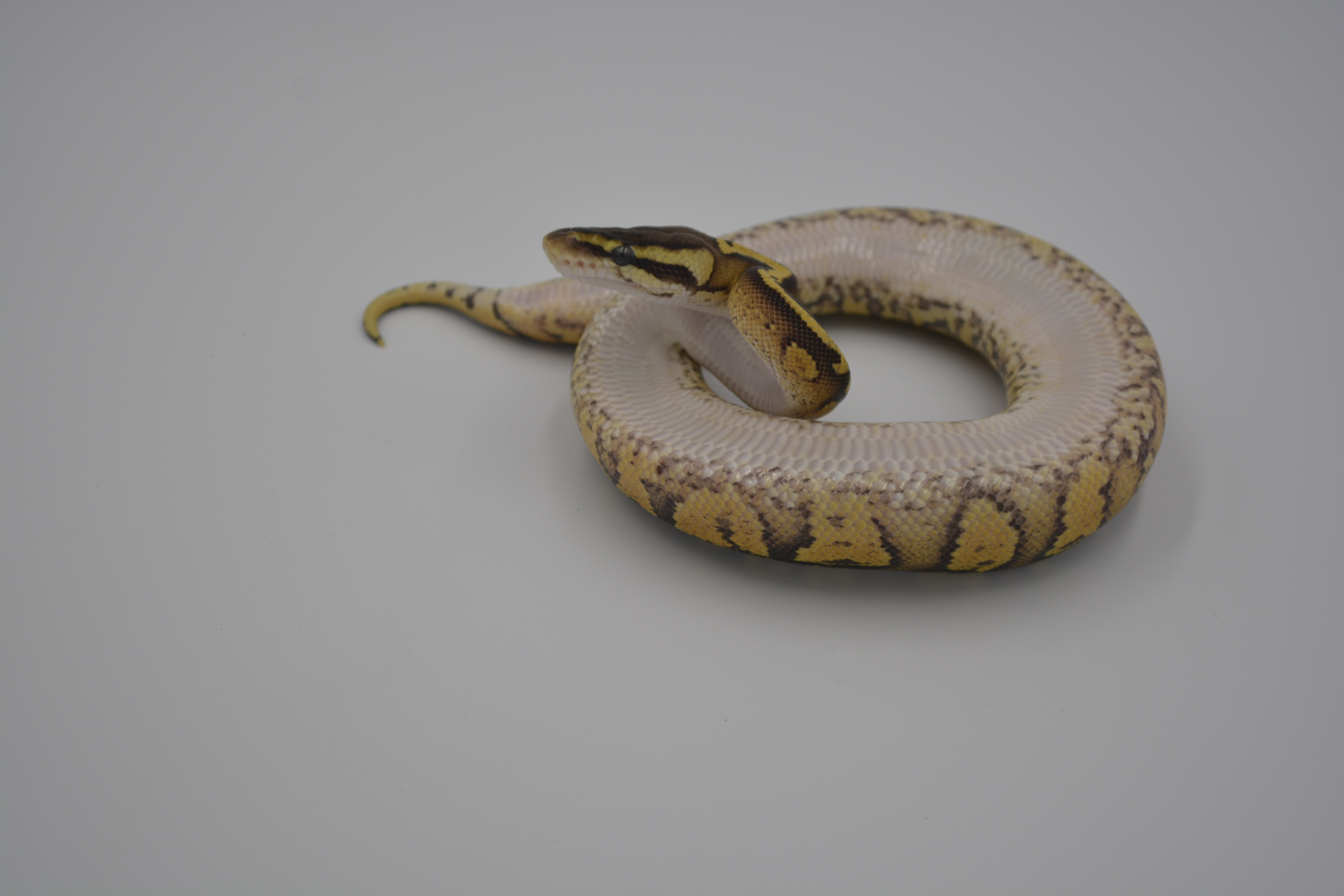 Paint Ball Python by Wreck Room Snakes