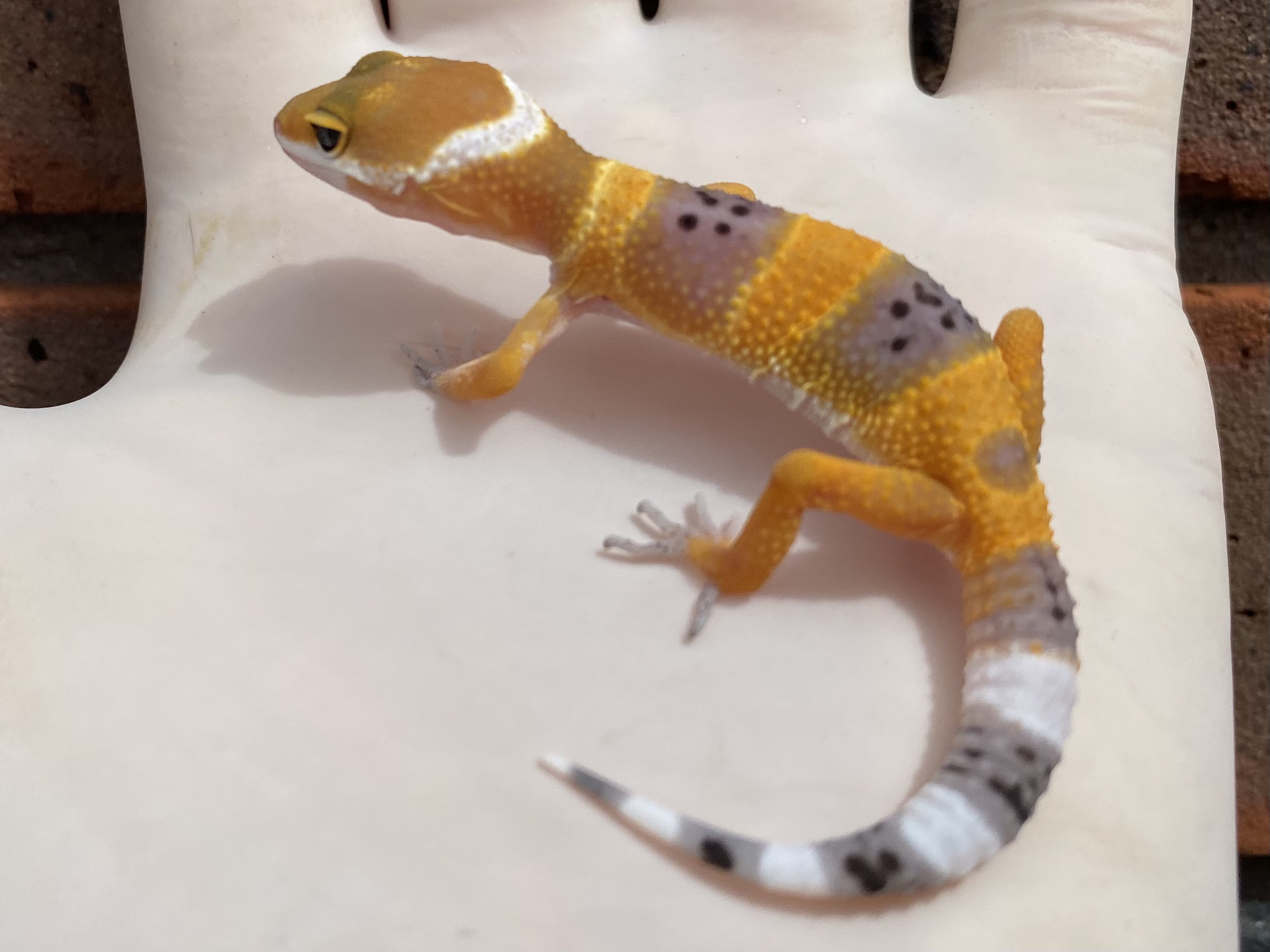 Blood Leopard Gecko by Crystal Palace Reptiles