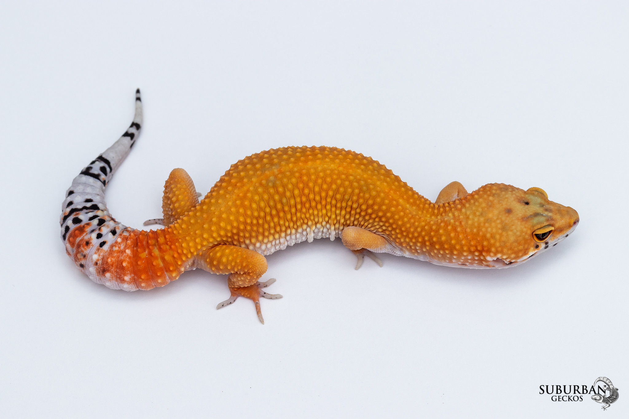 Tangerine Leopard Gecko by Suburban Geckos