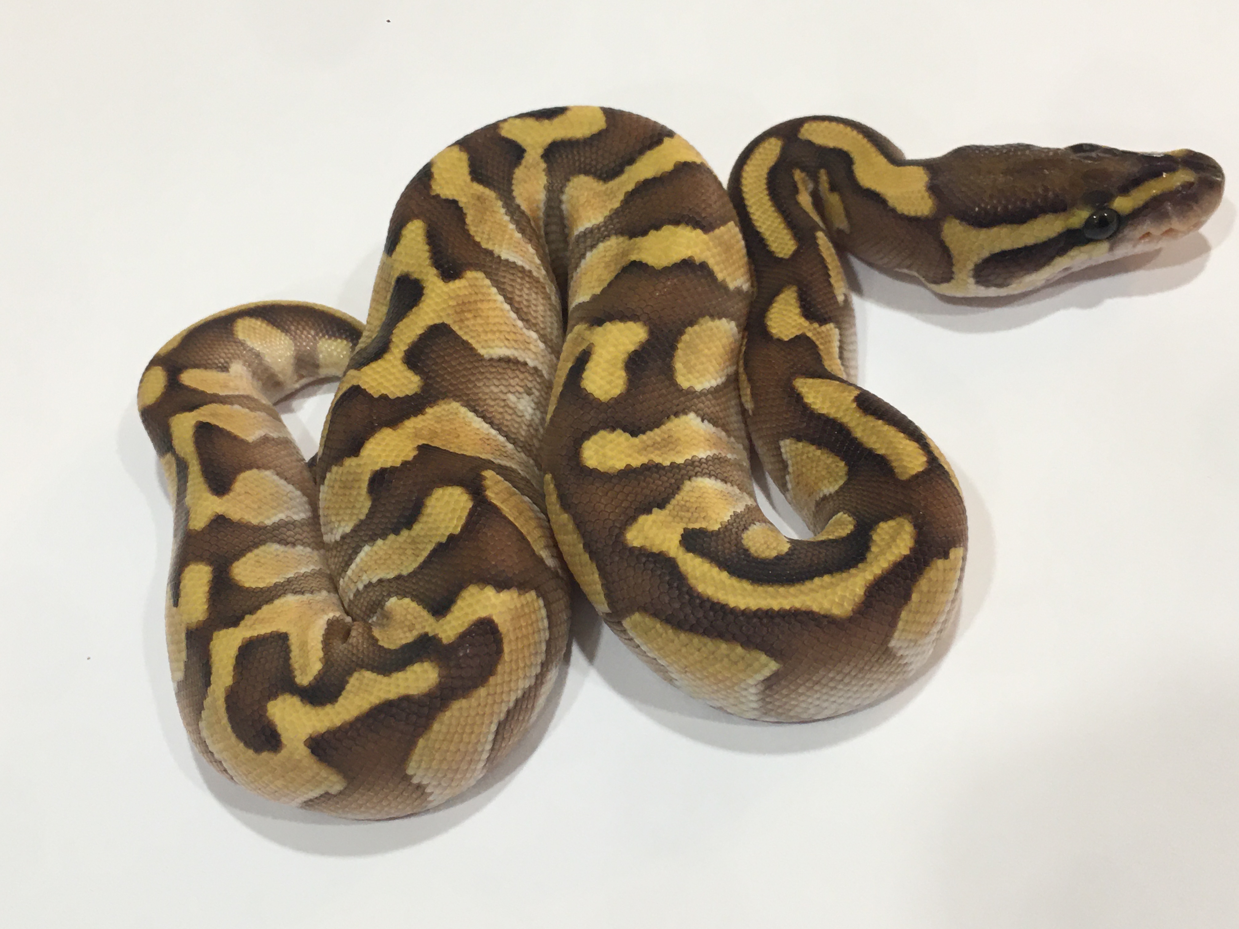 Butter Super Enchi Confusion by Pretty Penny Pythons