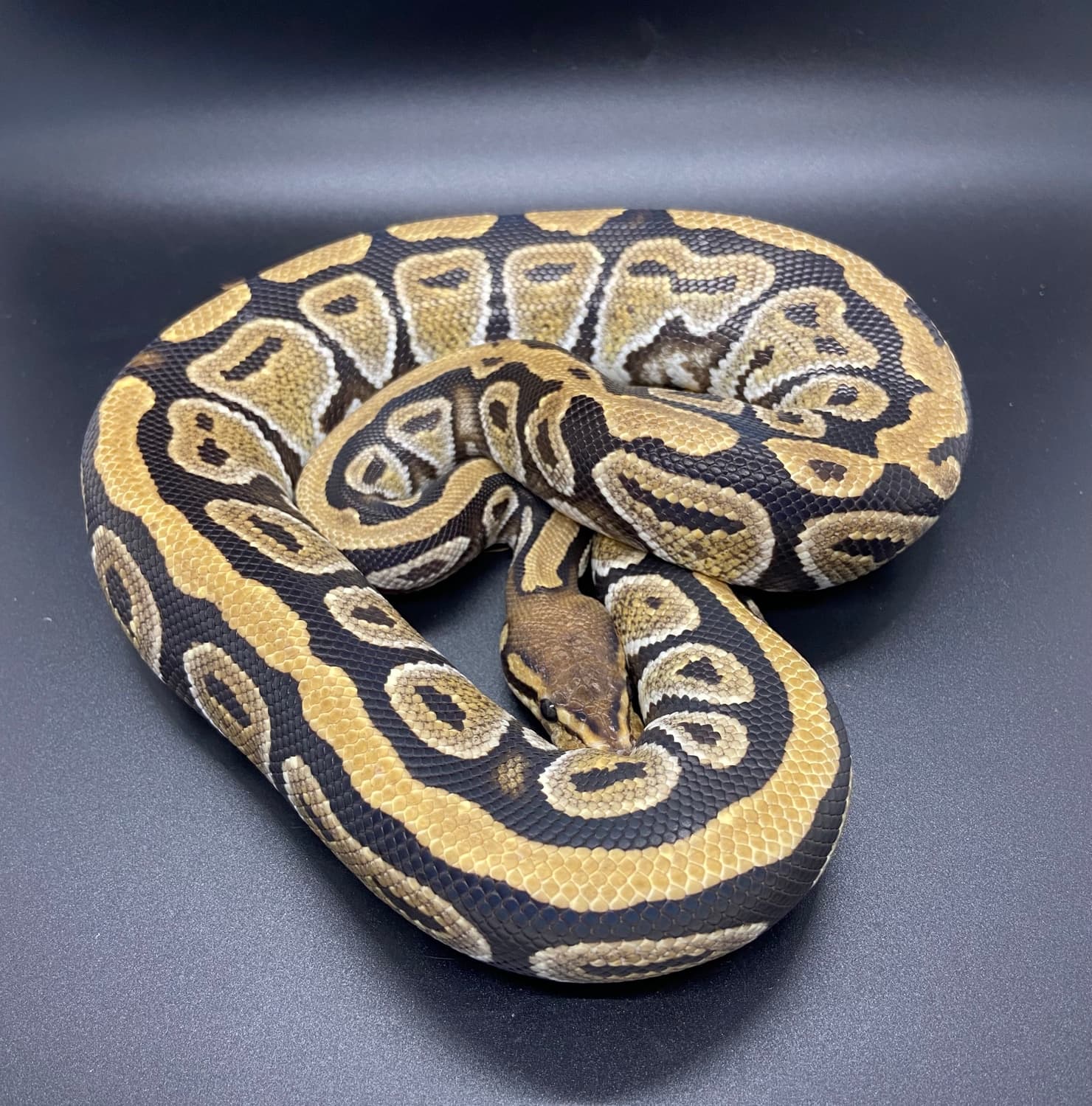 Cypress Ball Python by Hail The Scale