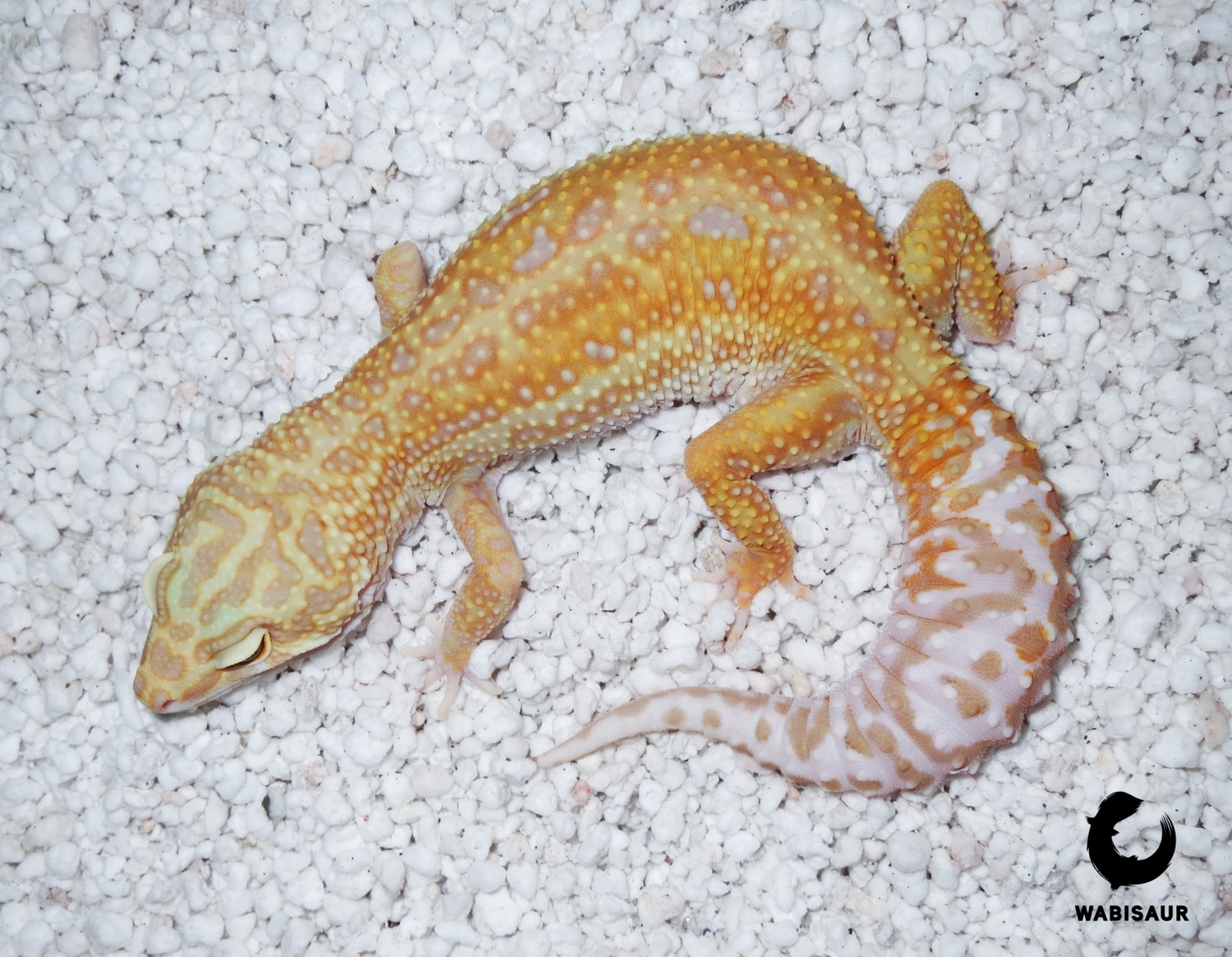 Tremper Albino (Glow Madness Line) Leopard Gecko by Wabisaur Geckos3