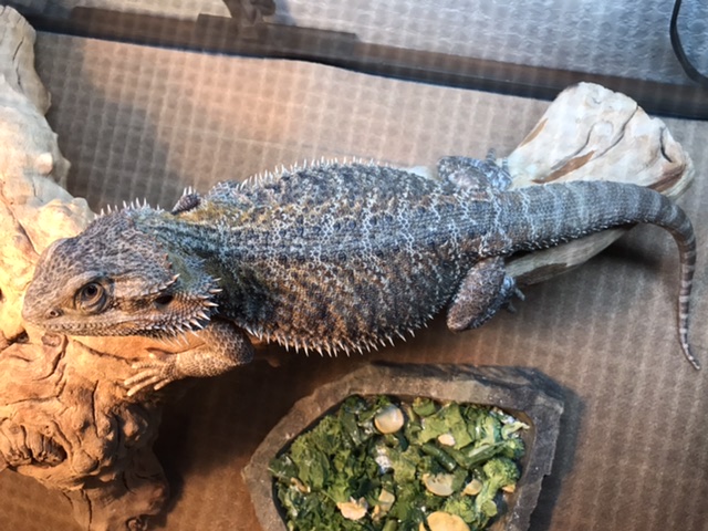 Normal Central Bearded Dragon by Geeky Balls