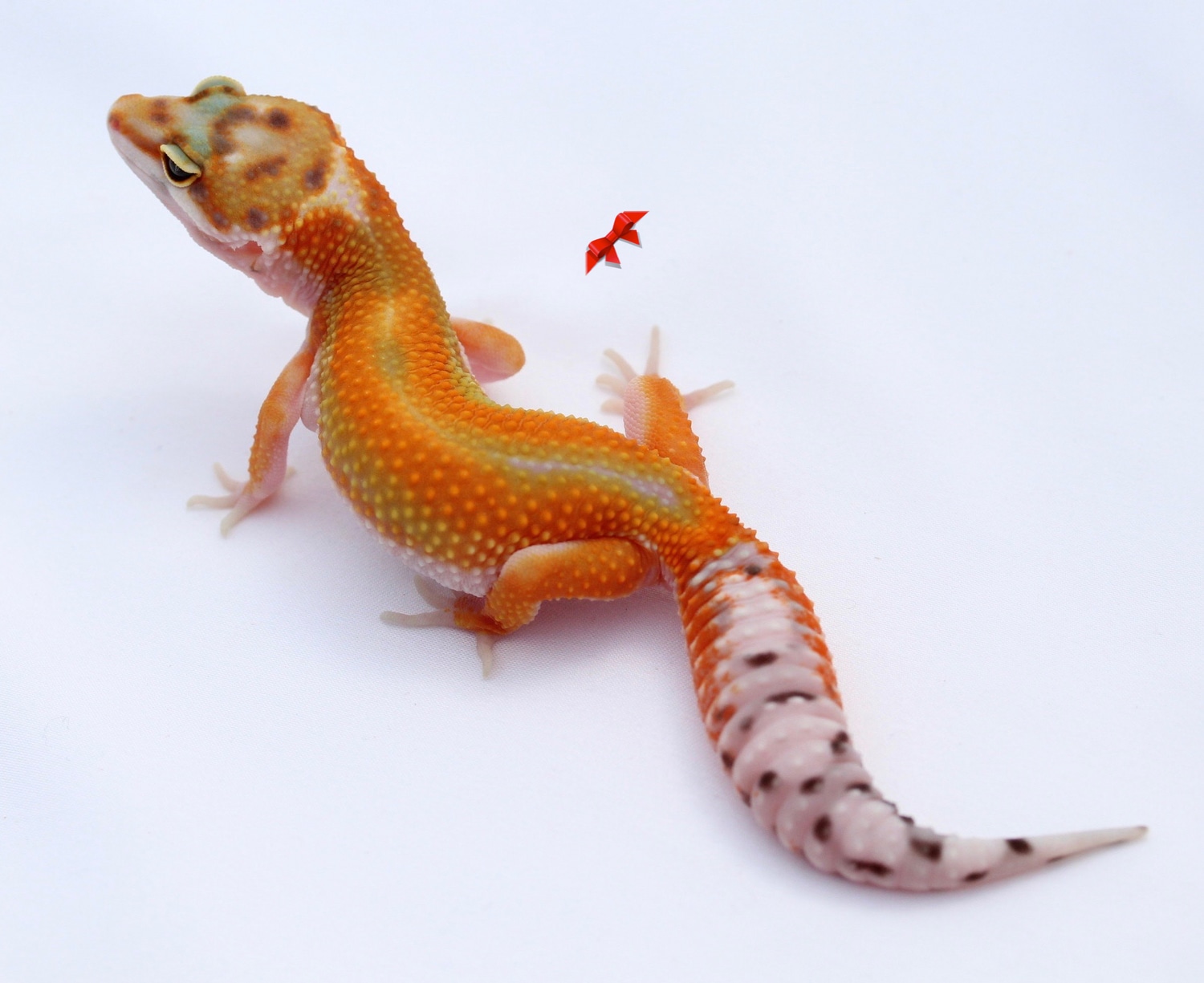 Striped G-Project Tangerine Leopard Gecko by Bold & Bright Geckos