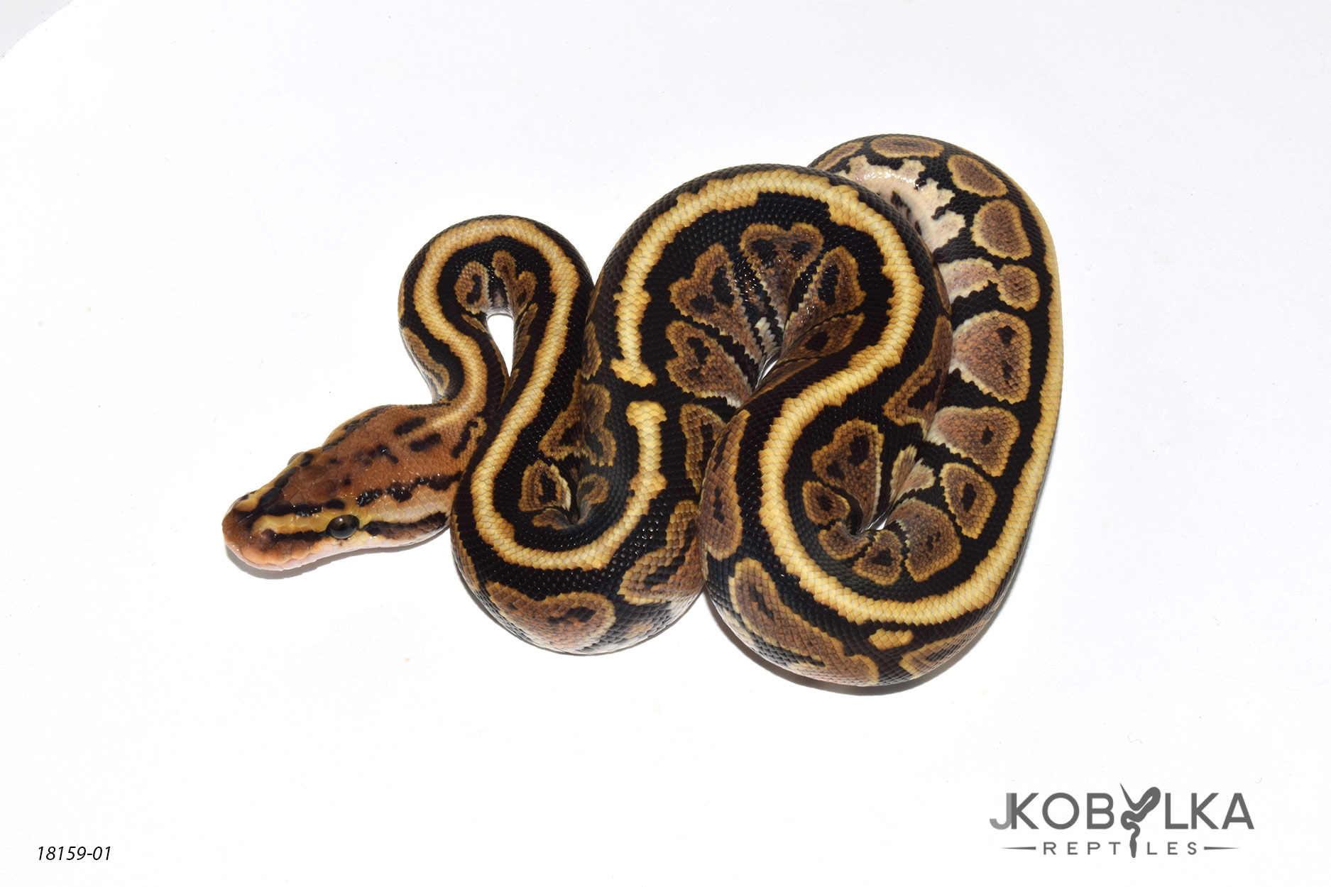 Mojave Spotnose Redhead Ball Python by J.Kobylka Reptiles