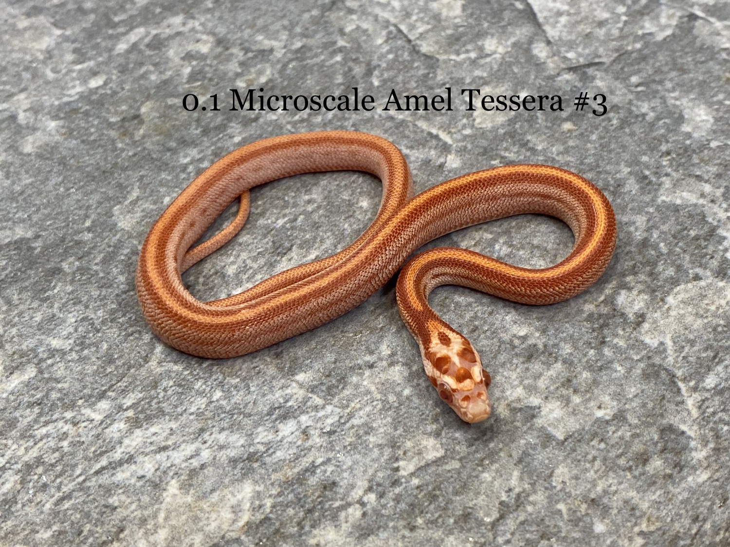 Microscale Amel Tessera 66% Het Anery, Motley Or Stripe Corn Snake by PrestigeCornsUK