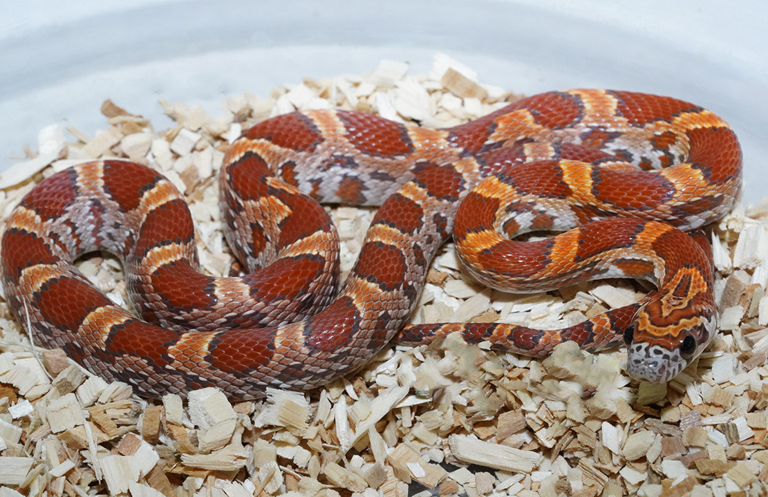 Sunkissed Corn Snake by Mesozoic Reptiles