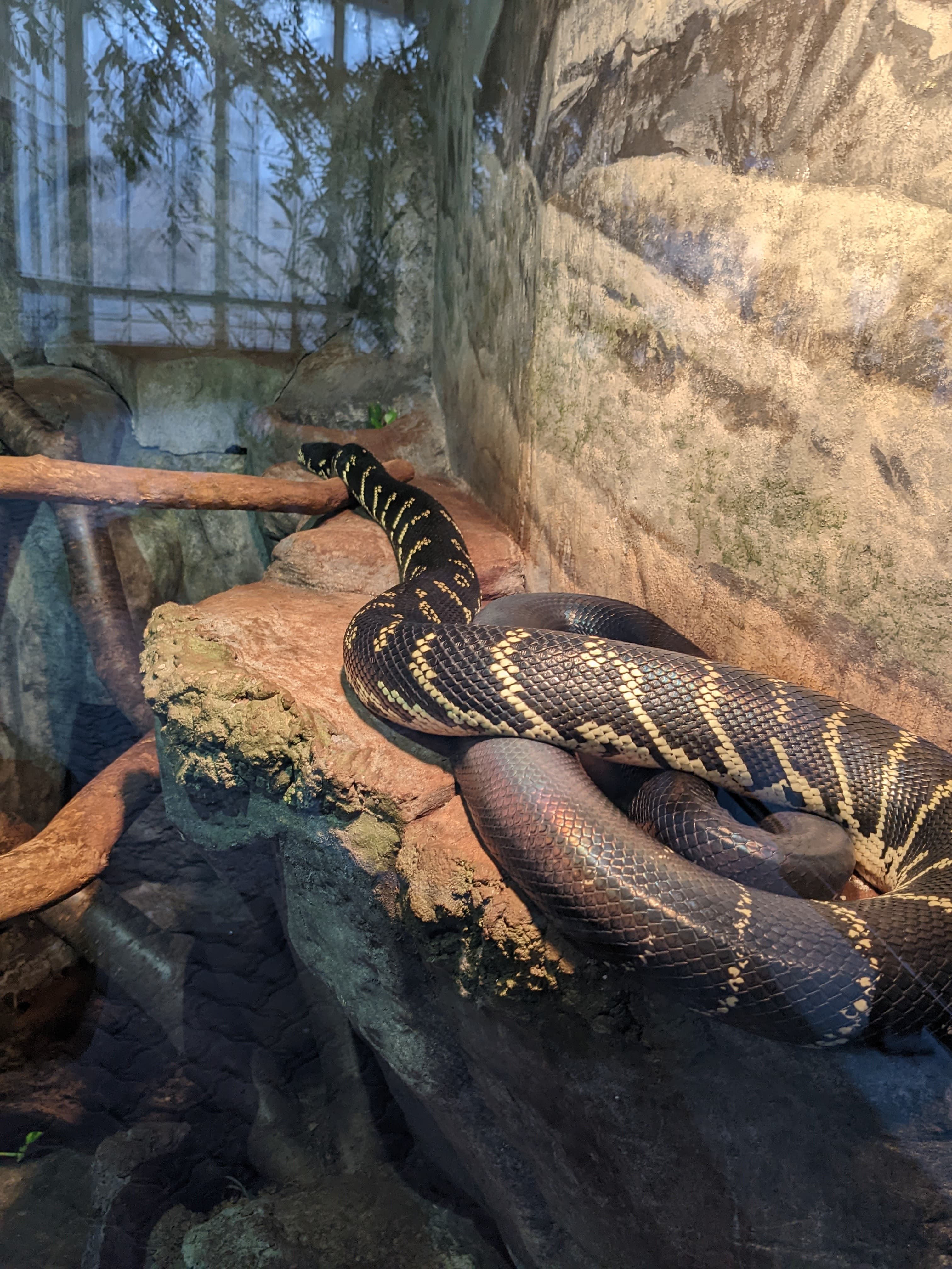 Zoo Reptile Pics - All Reptiles - MorphMarket Reptile Community