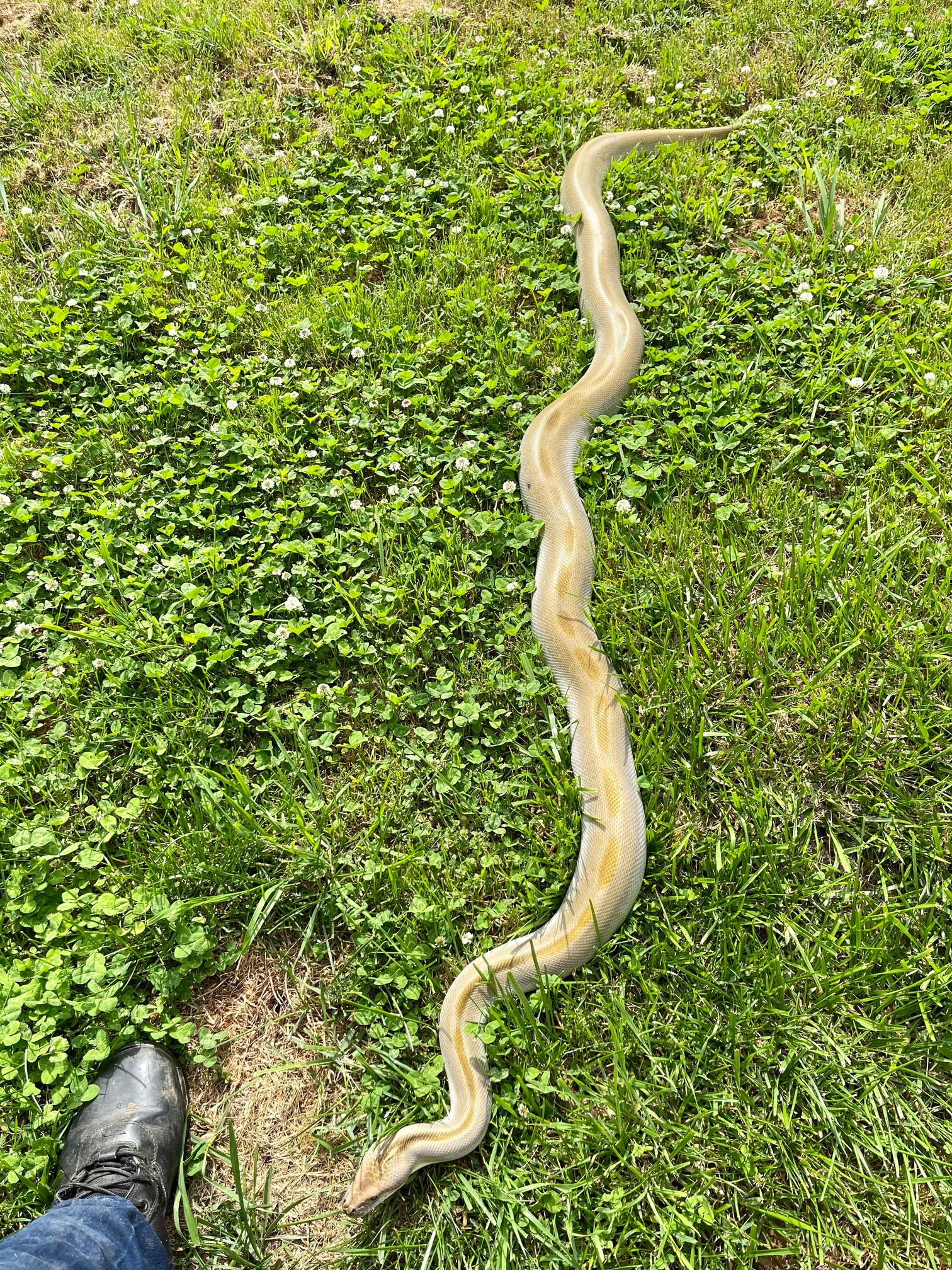 Green Patternless Male Burmese Python by Pandamonium Reptiles