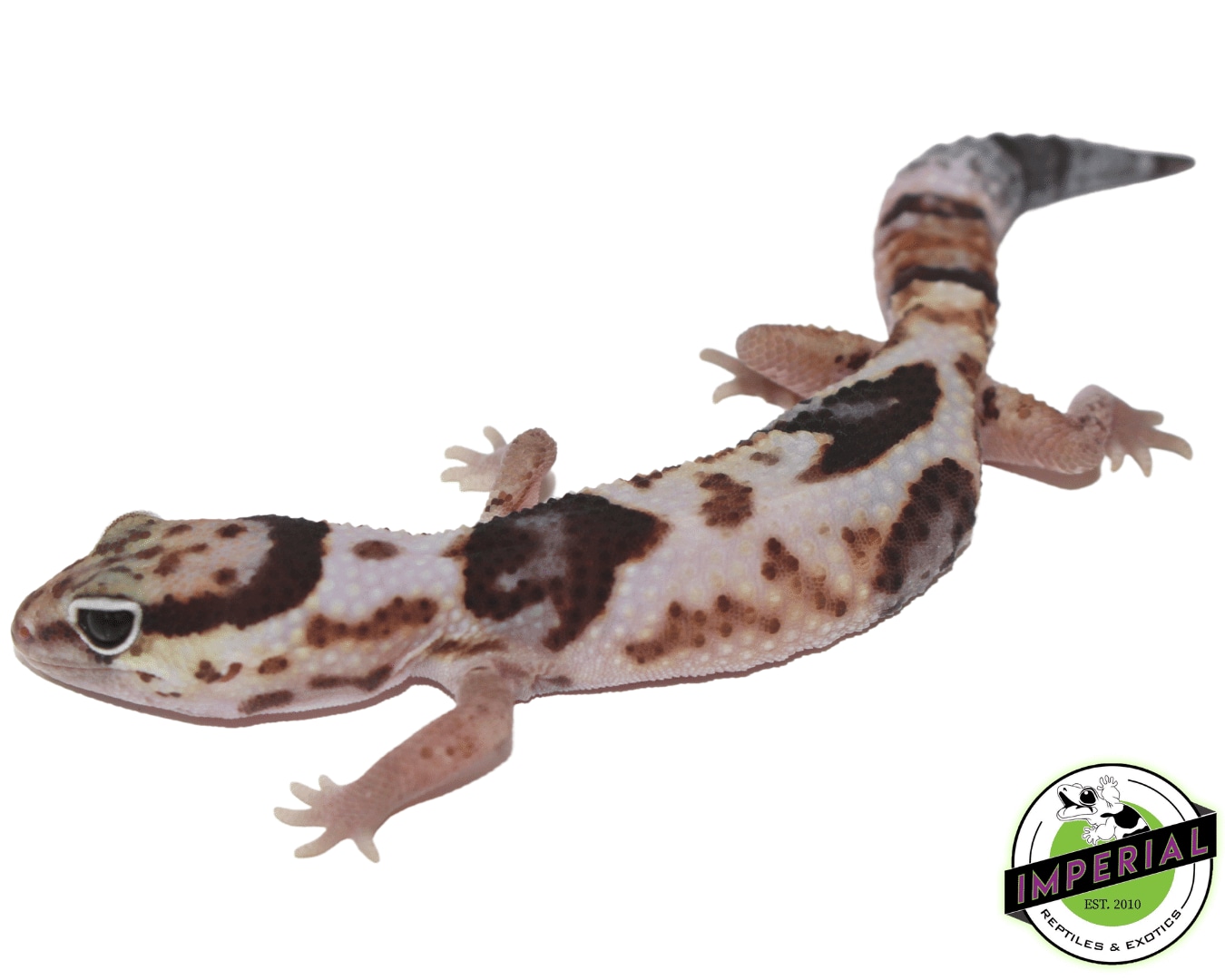 Whiteout African African Fat-Tailed Gecko by Imperial Reptiles & Exotics, LLC