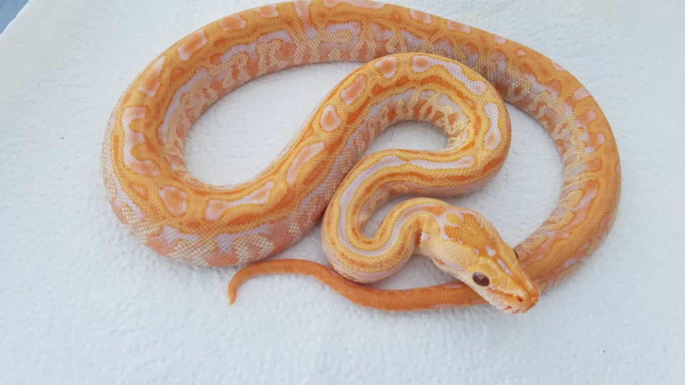 Albino Labyrinth Burmese Python by Shotts Reptiles