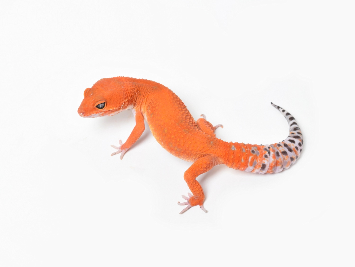 Electric Tangerine Leopard Gecko by The Urban Reptile