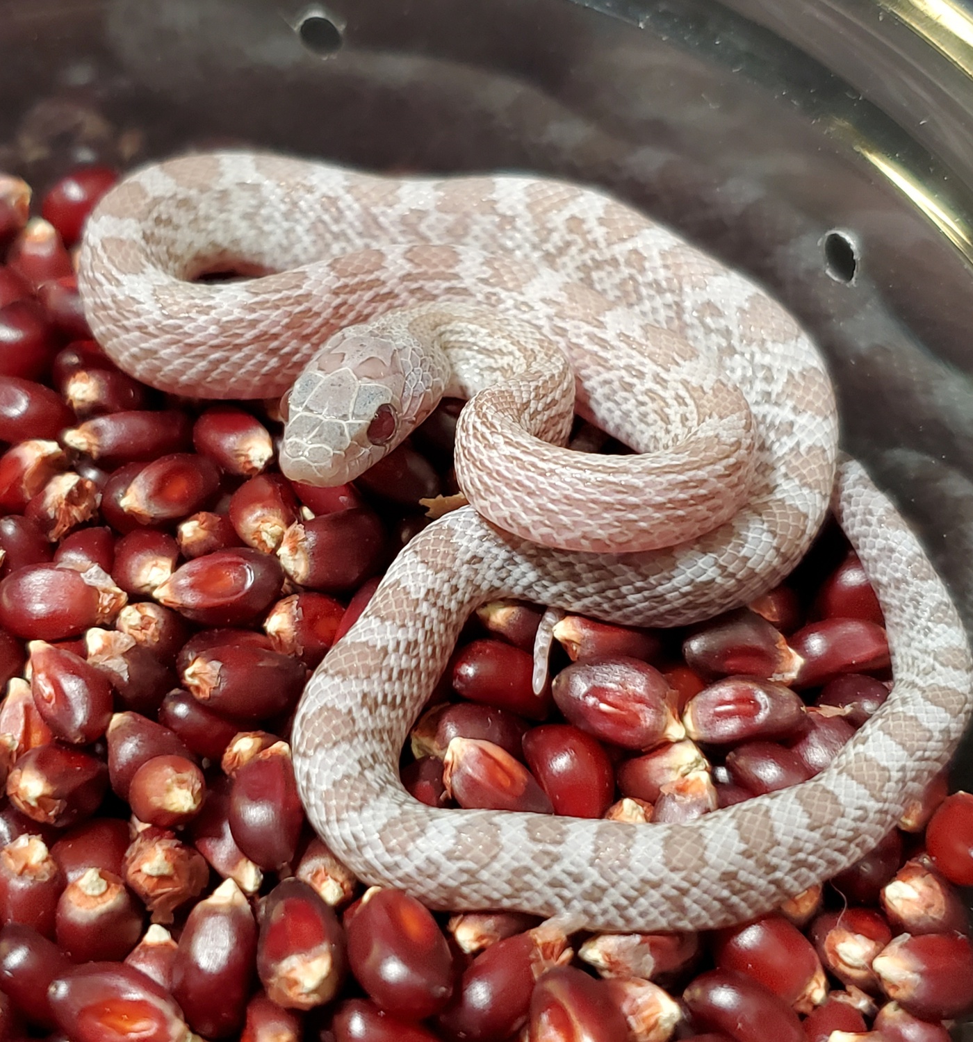 Lava Cinder Corn Snake by Low Belly Reptiles