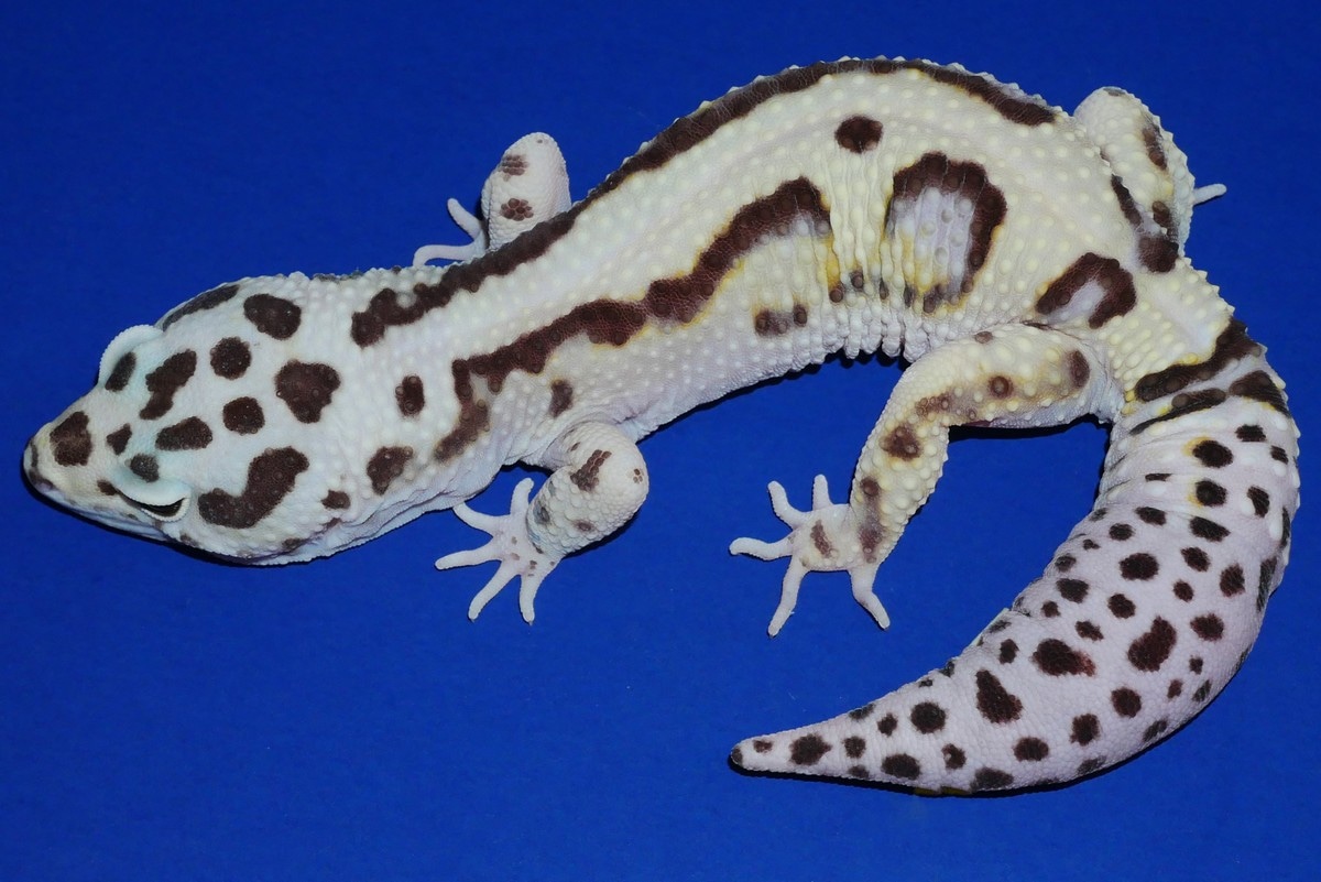 GGG Bloodline Bold Striped Leopard Gecko by Geckos Etc. Herpetoculture
