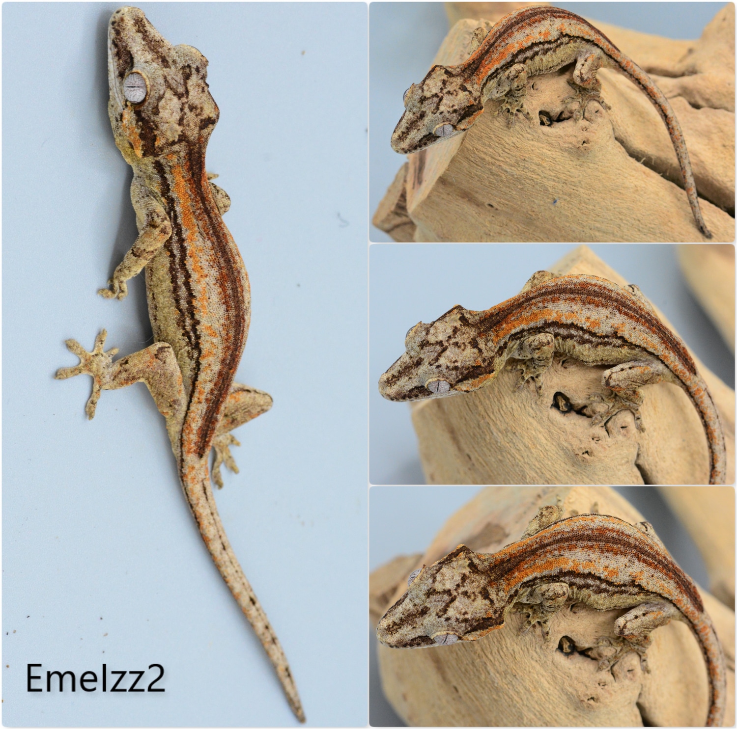 F4 Generation Striped Gargoyle Gecko by Capital Geckos