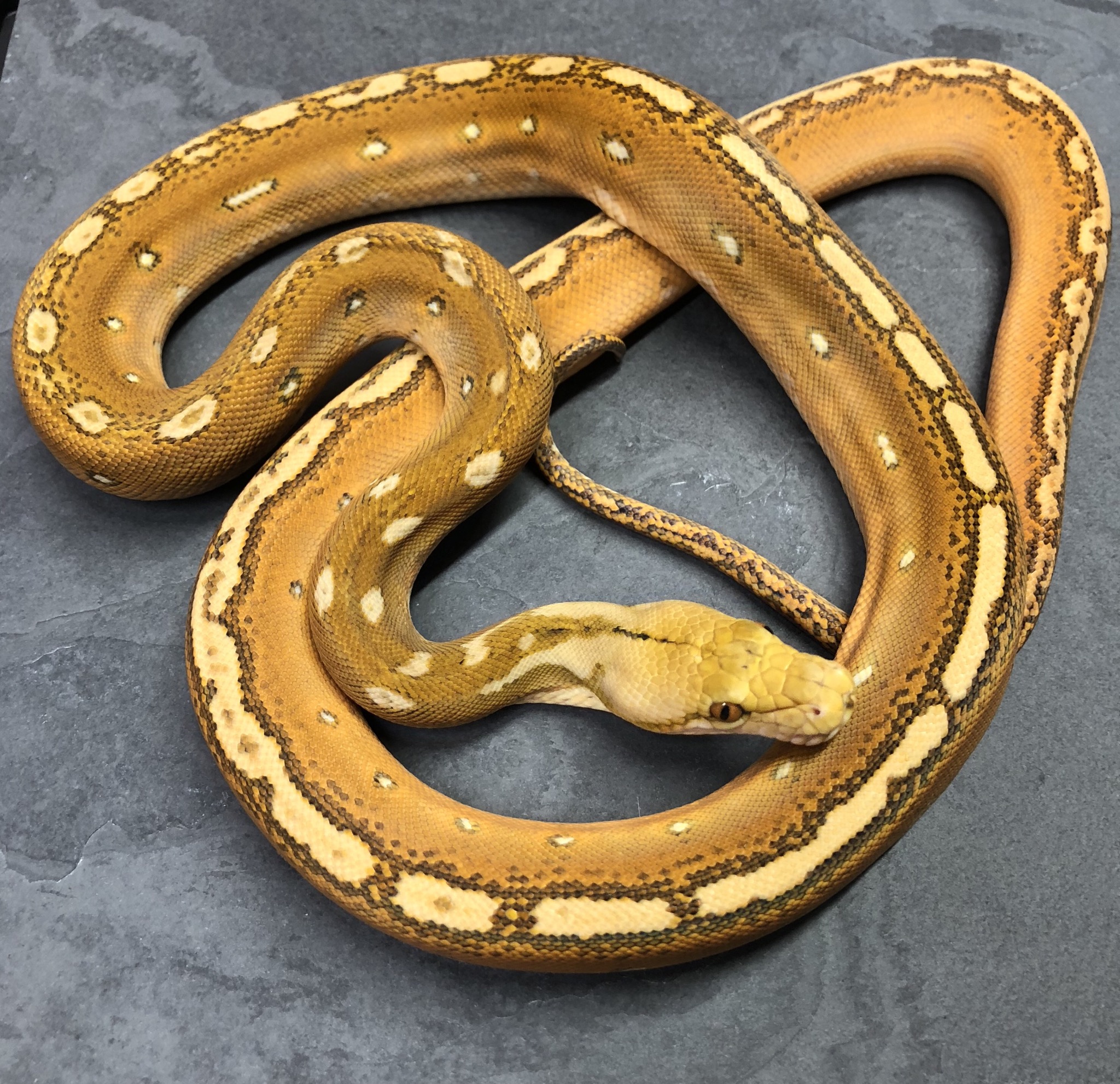 Orange Ghost Stripe Reticulated Python by Chase-N-Reptiles