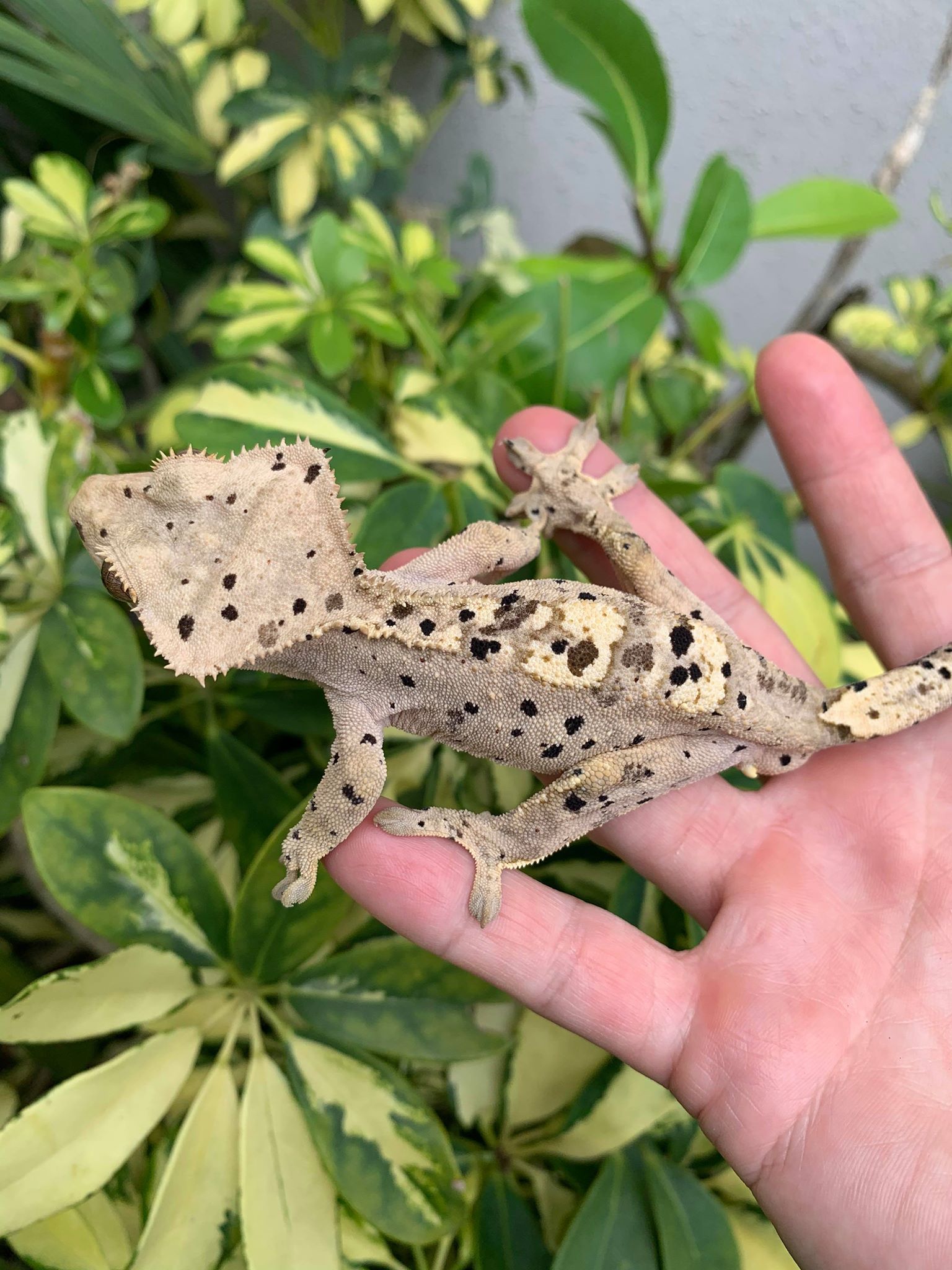 Super Dalmatian Crested Gecko by Snakes at Sunset