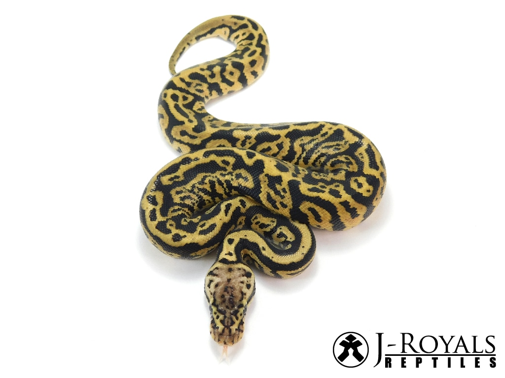 Riddler Ball Python by J-Royals Reptiles