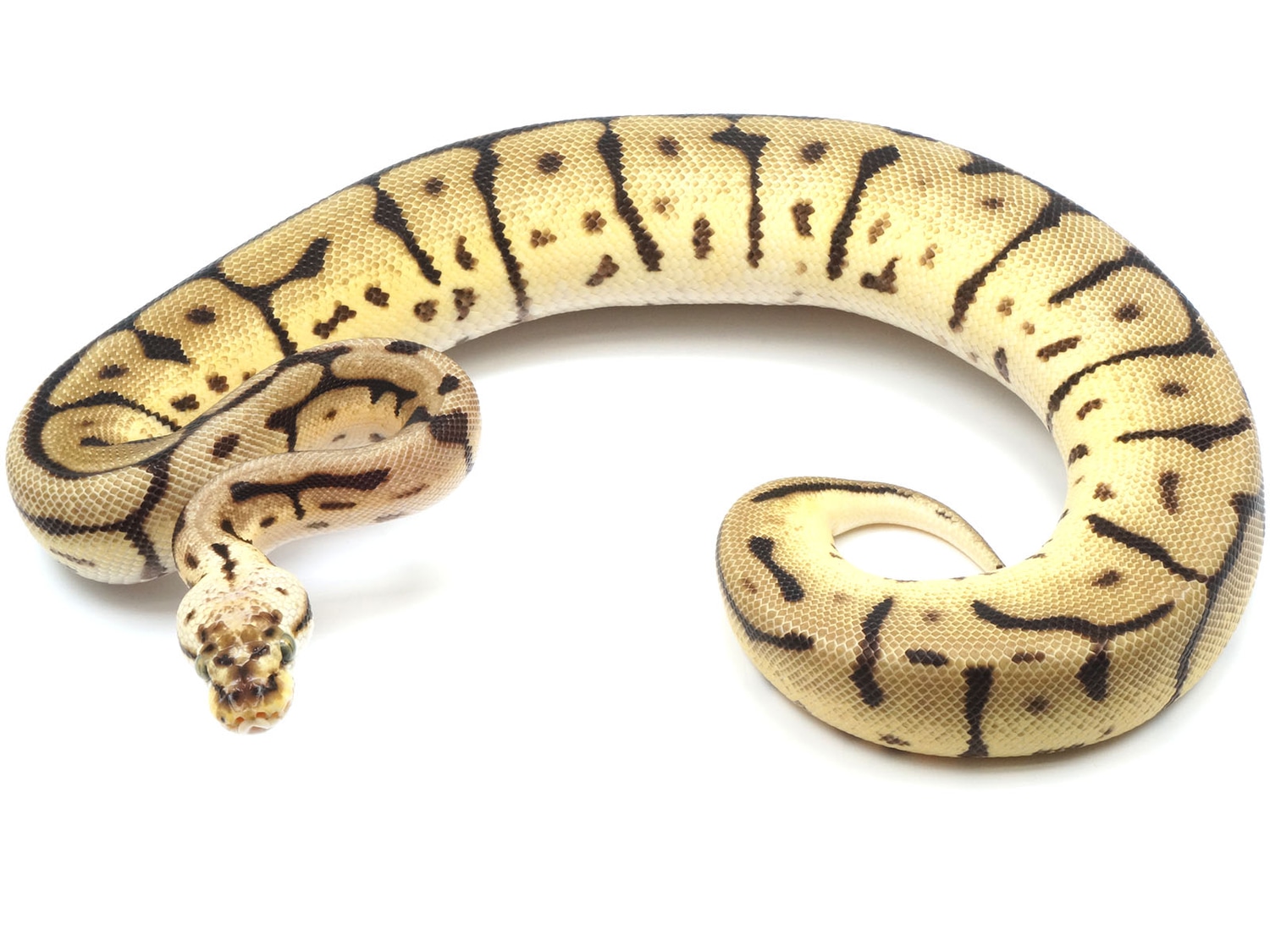 Bumble Bee Leopard EMG Ball Python by New England Reptile Distributors