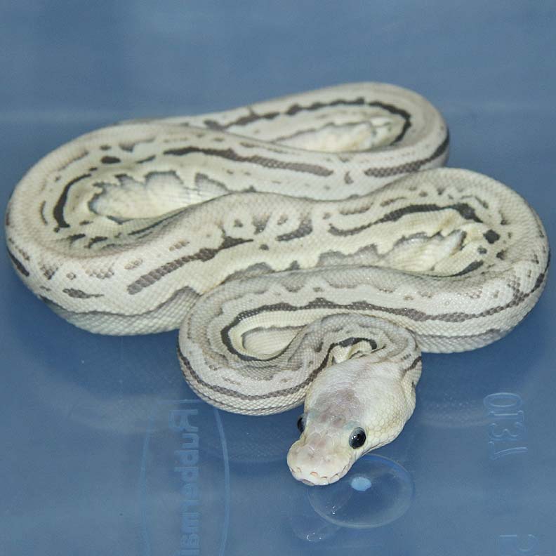 Super Pastel Red Axanthic Puzzle Het Orange Ghost Ball Python by Corey Woods Reptile