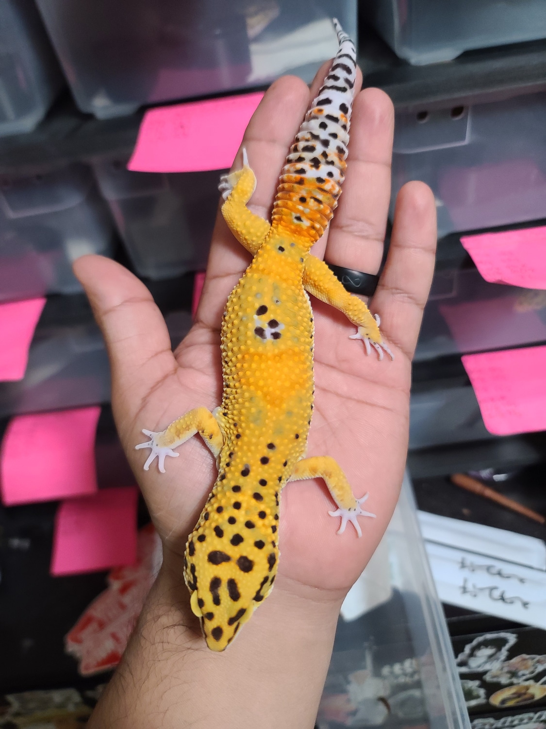 SG Blood Emerine Tangerine Leopard Gecko by Father & son's geckos