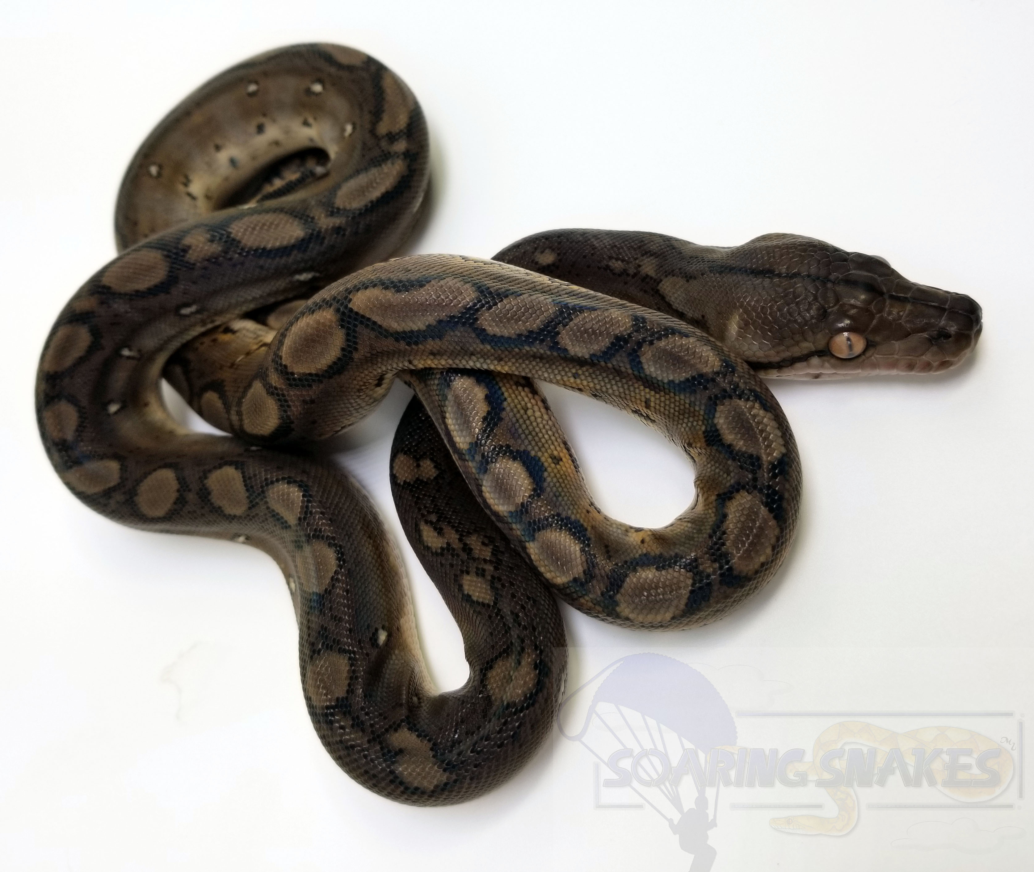 Motley Reticulated Python by Soaring Snakes