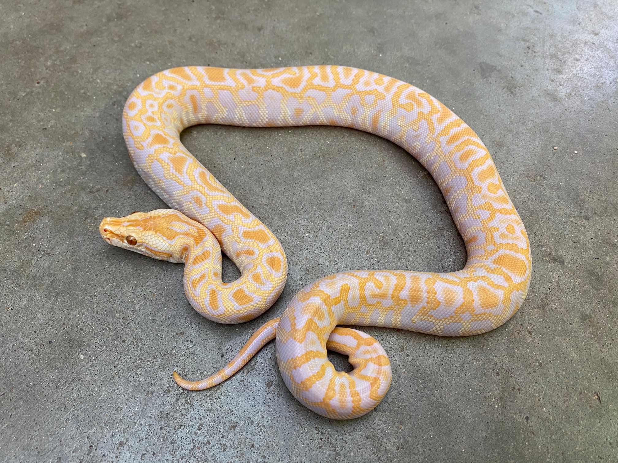Albino Burmese Python by Pets-A-Plenty: The Ultimate Reptile Shop