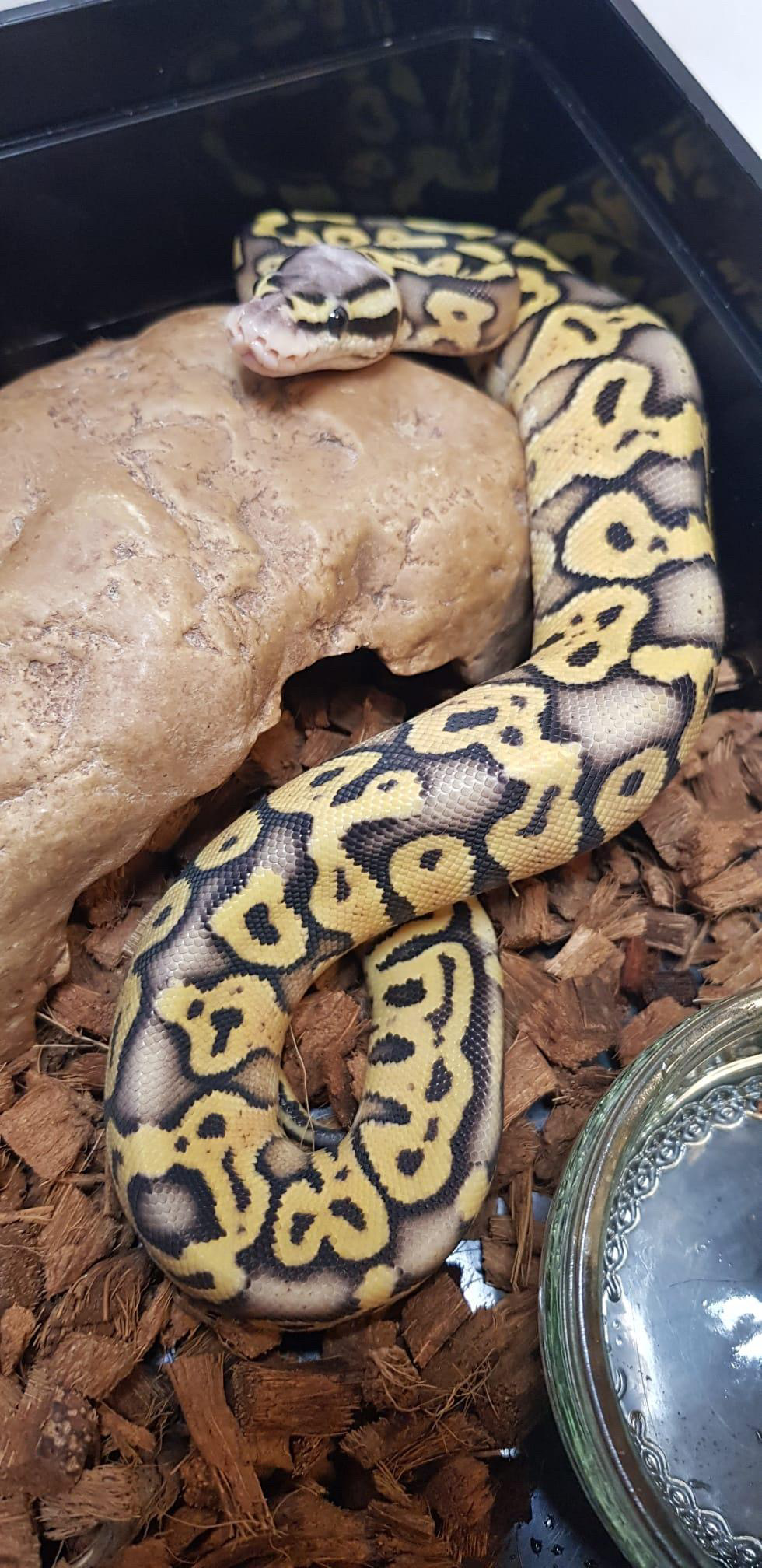 Show off your Ball Pythons - Ball Pythons - MorphMarket Reptile Community