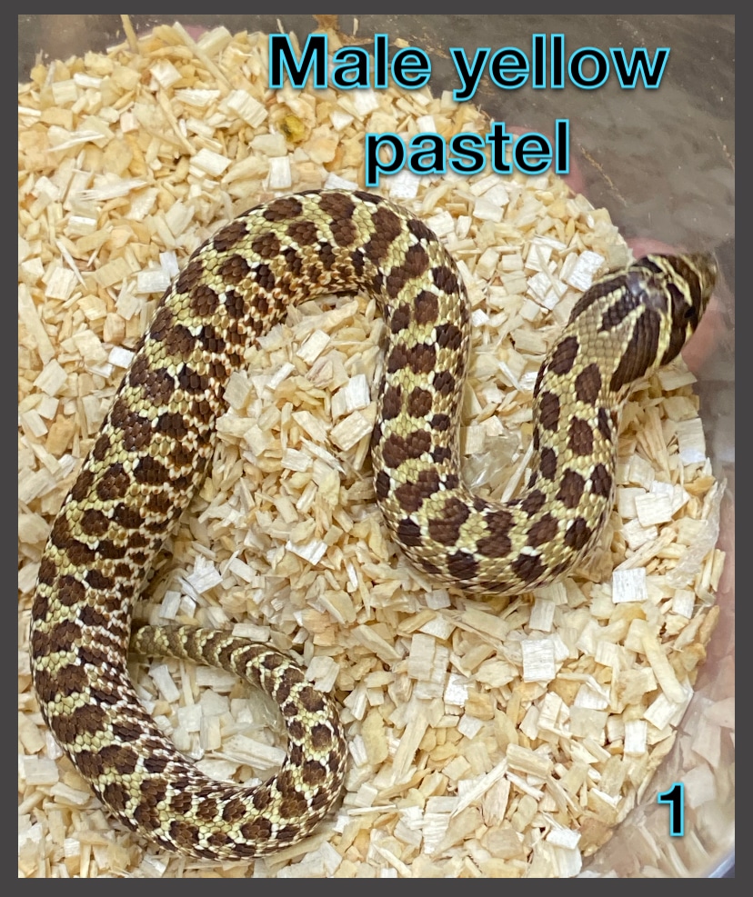 Killer Cool Yellow Pastel Male Western Hognose by South Plains Reptile