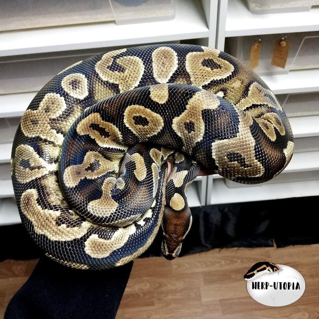 Exo-lbb Fader Bling Yellowbelly Ball Python by Herp-Utopia