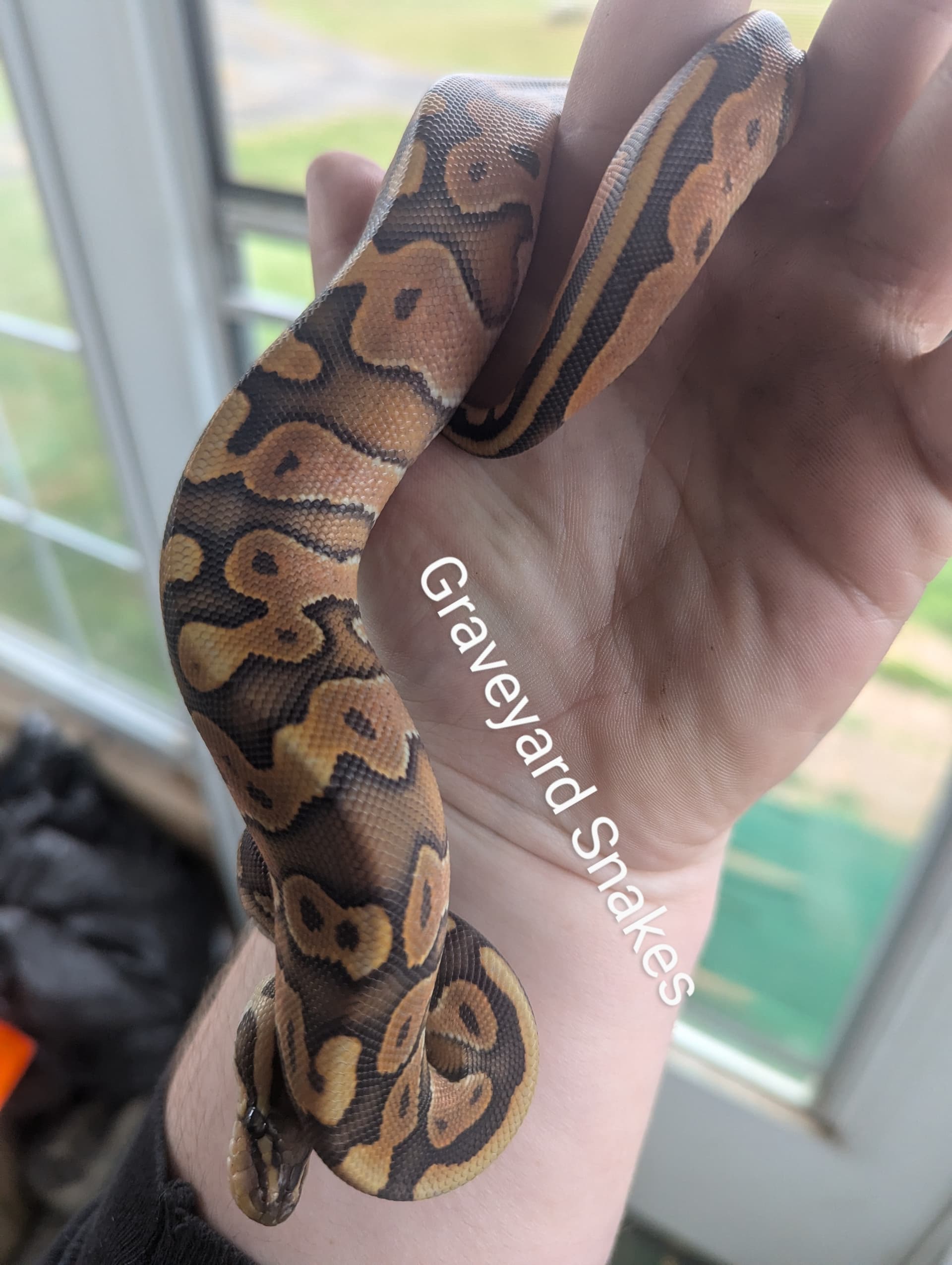 The Hellhound Project - Ball Pythons - MorphMarket Reptile Community