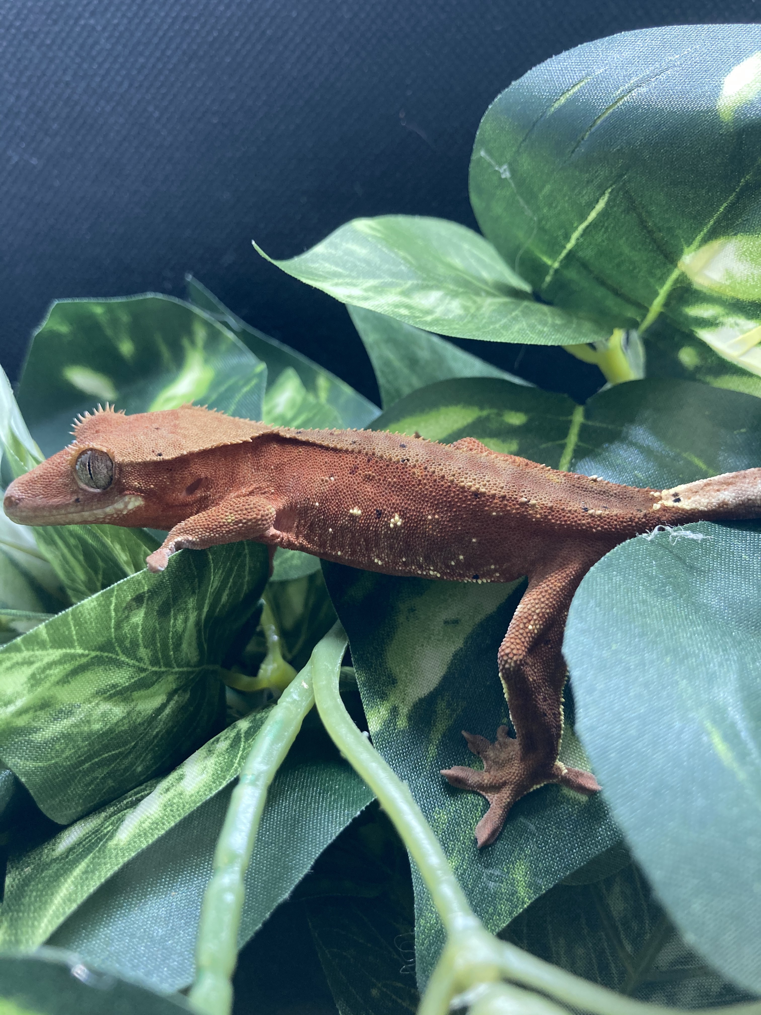 Bi Color Crested Gecko by Electric Geckos