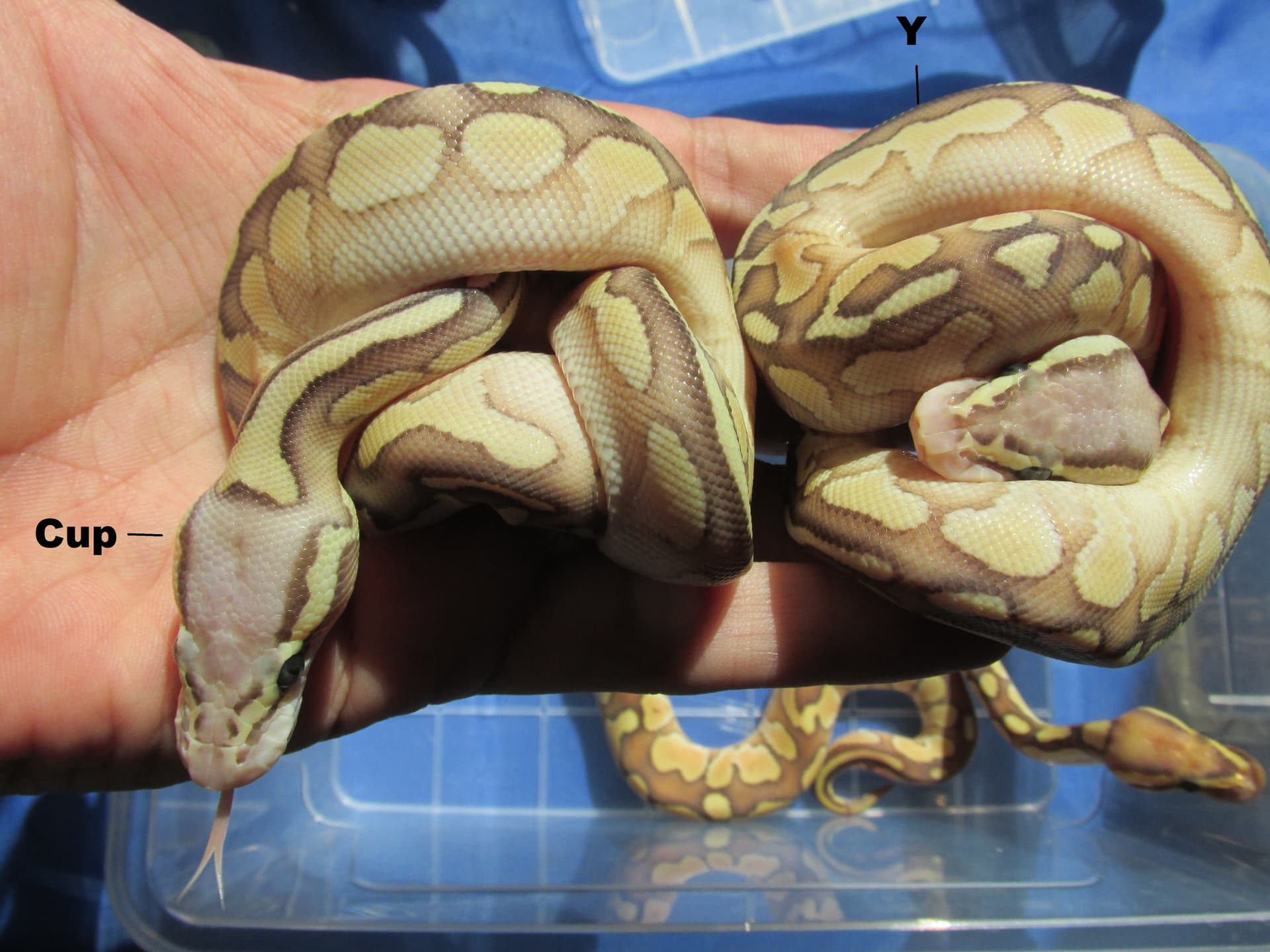 Ball Python Cup Help Identifying hatchlings please - Ball Pythons - MorphMarket Reptile ...