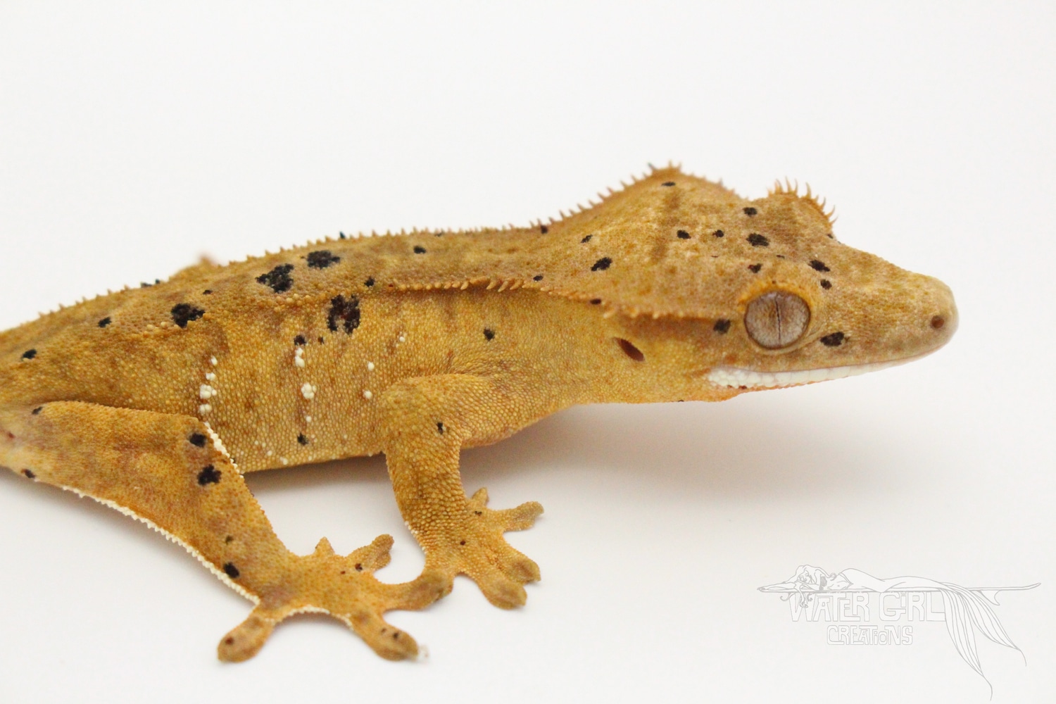 Ink Spot Dalmatian Tangerine Orange Possible Female Crested Gecko by Water Girl Creations