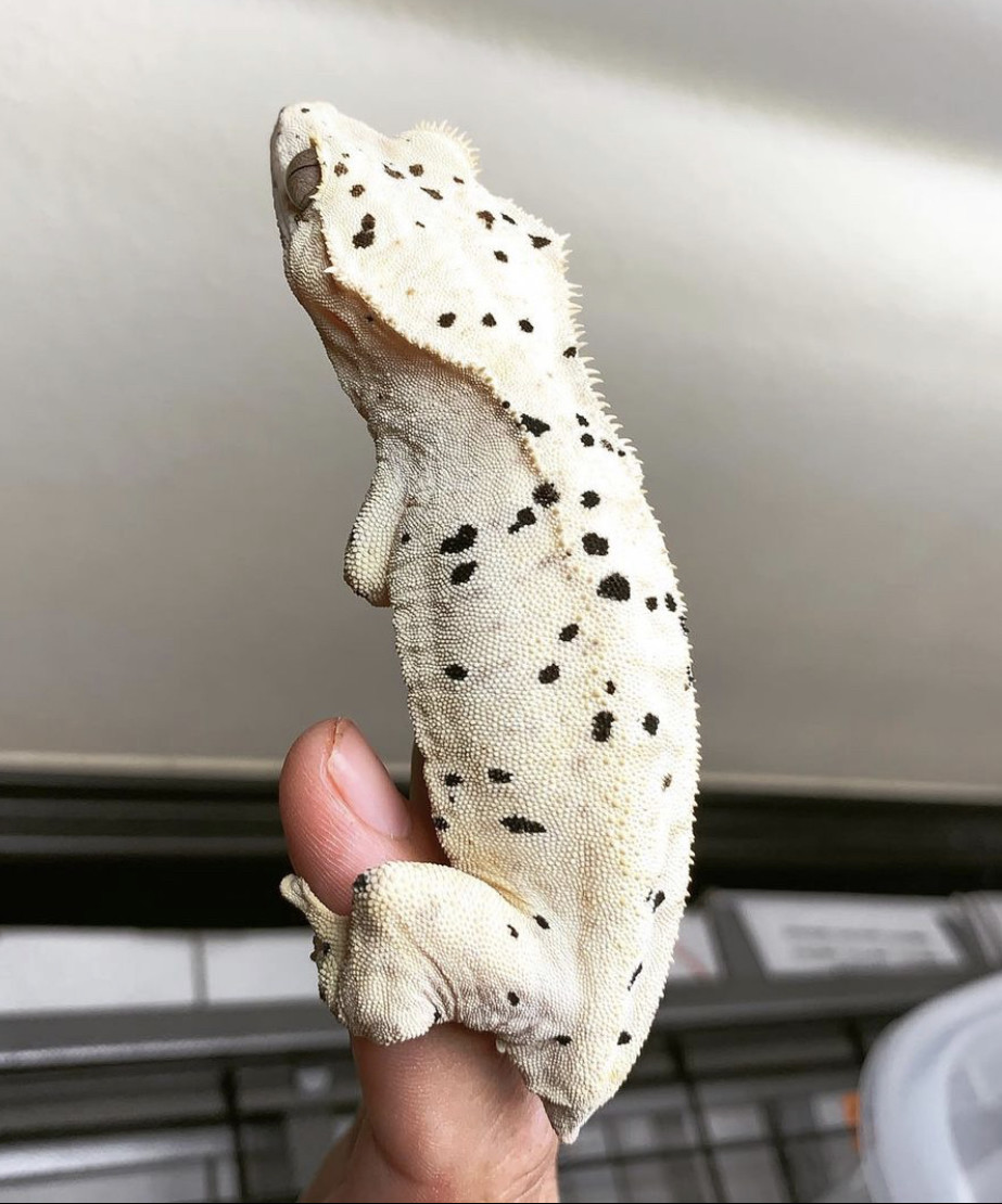 Super Dalmatian Crested Gecko by Natures Epic Pets