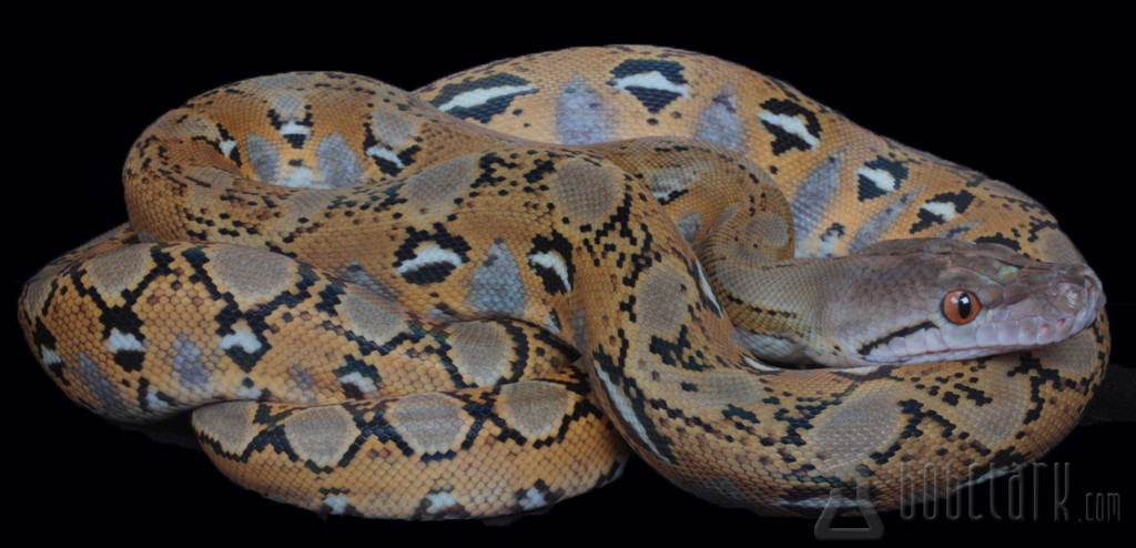 Fire Reticulated Python by Bob Clark Reptiles