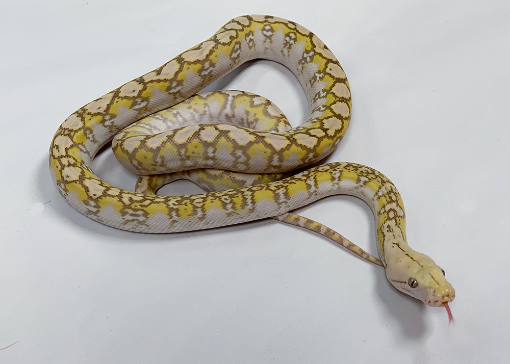 Super Dwarf Snow Reticulated Python by Prehistoric Pets